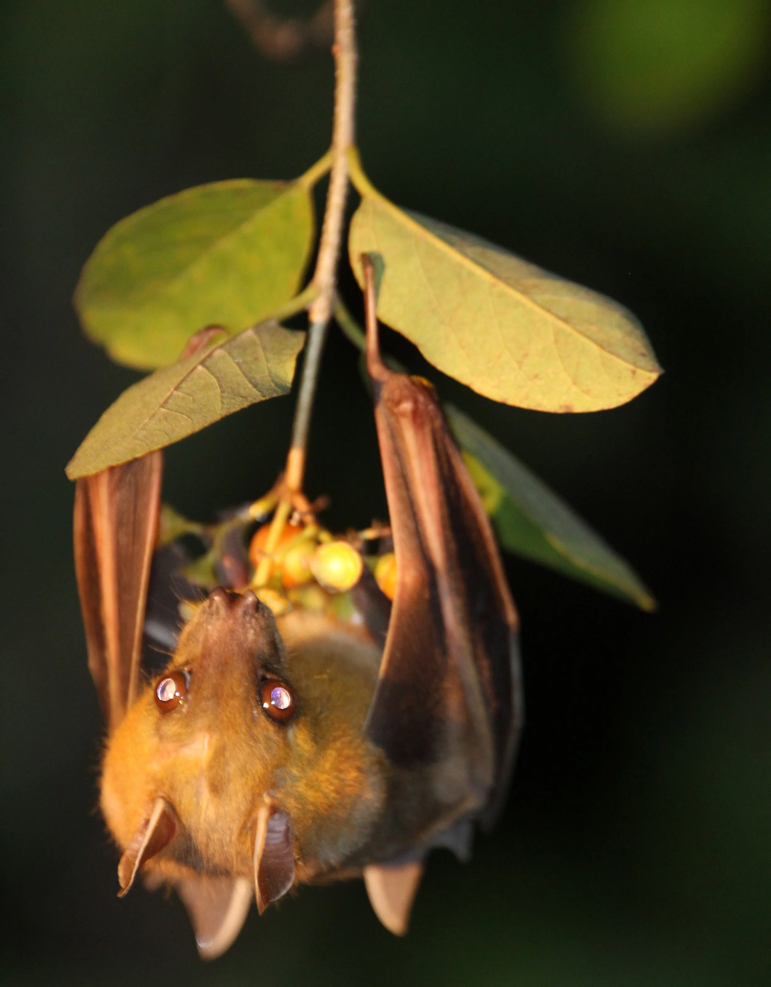 Genus Rousettus - Rousette Bats — Coke Smith Wildlife