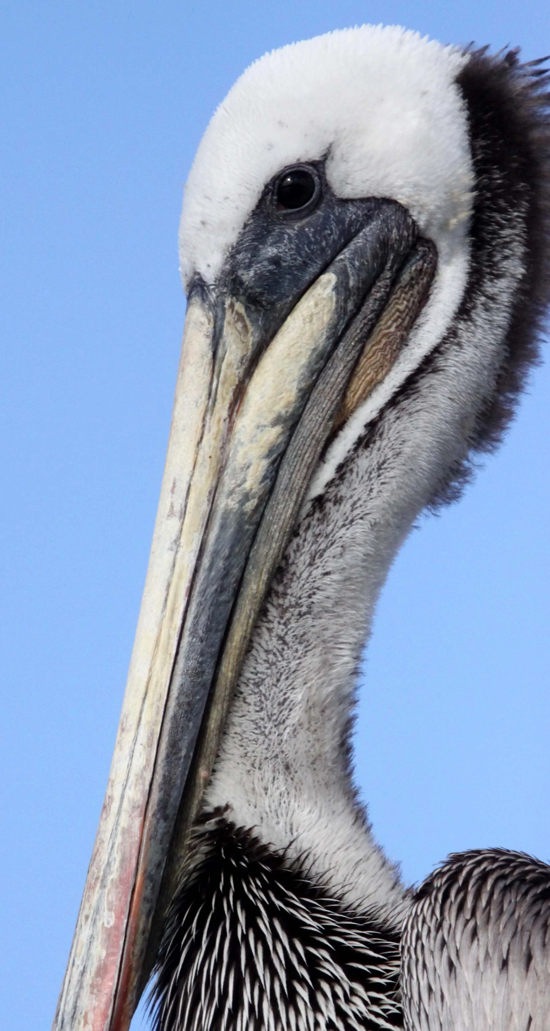Pelecanus occidentalis - BROWN PELICAN - ELKHORN SLOUGH  WILDLIFE REFUGE CALIFORNIA (7).JPG