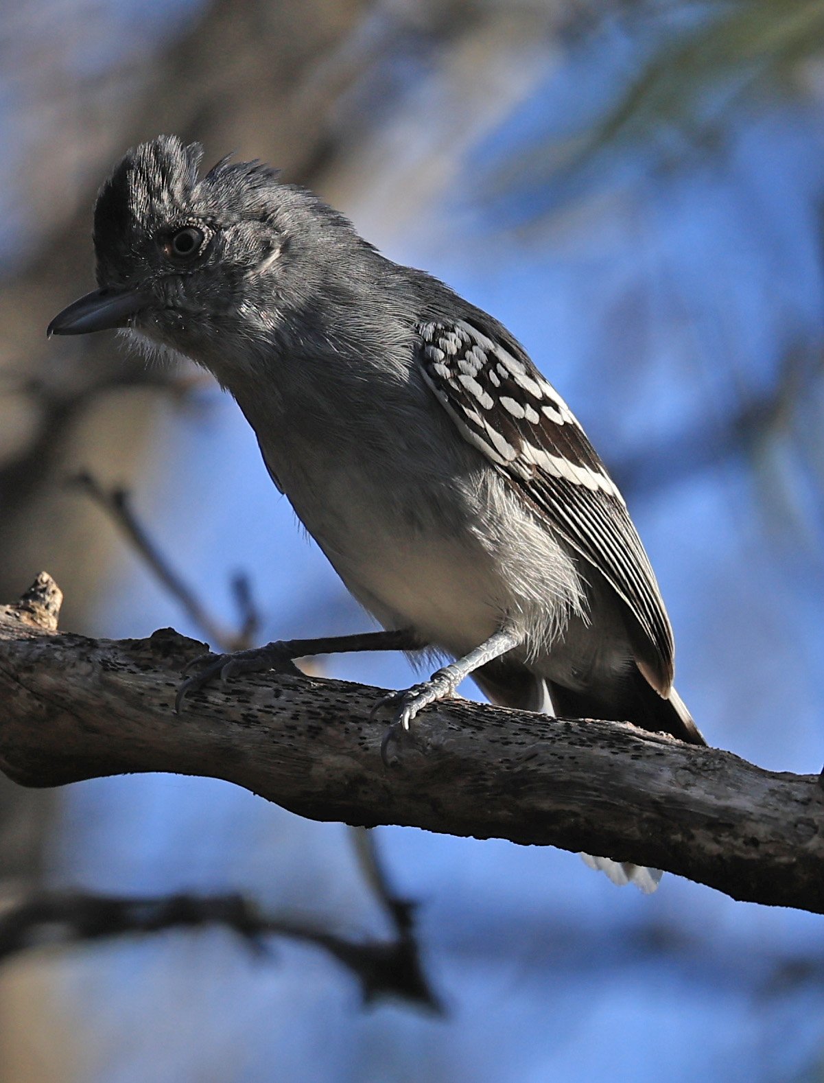 Bolivian Slaty-Antshrike (Thamnophilus sticturus) Agua Dulce Paraguay (7).jpg