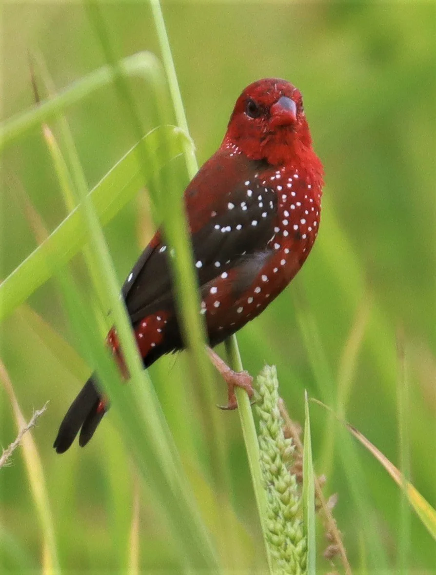 RED AVADAVAT - Amandava amandava - LAD KRABANG  THAP YAO RICE FIELDS AUGUST 14 2021 (96).jpg
