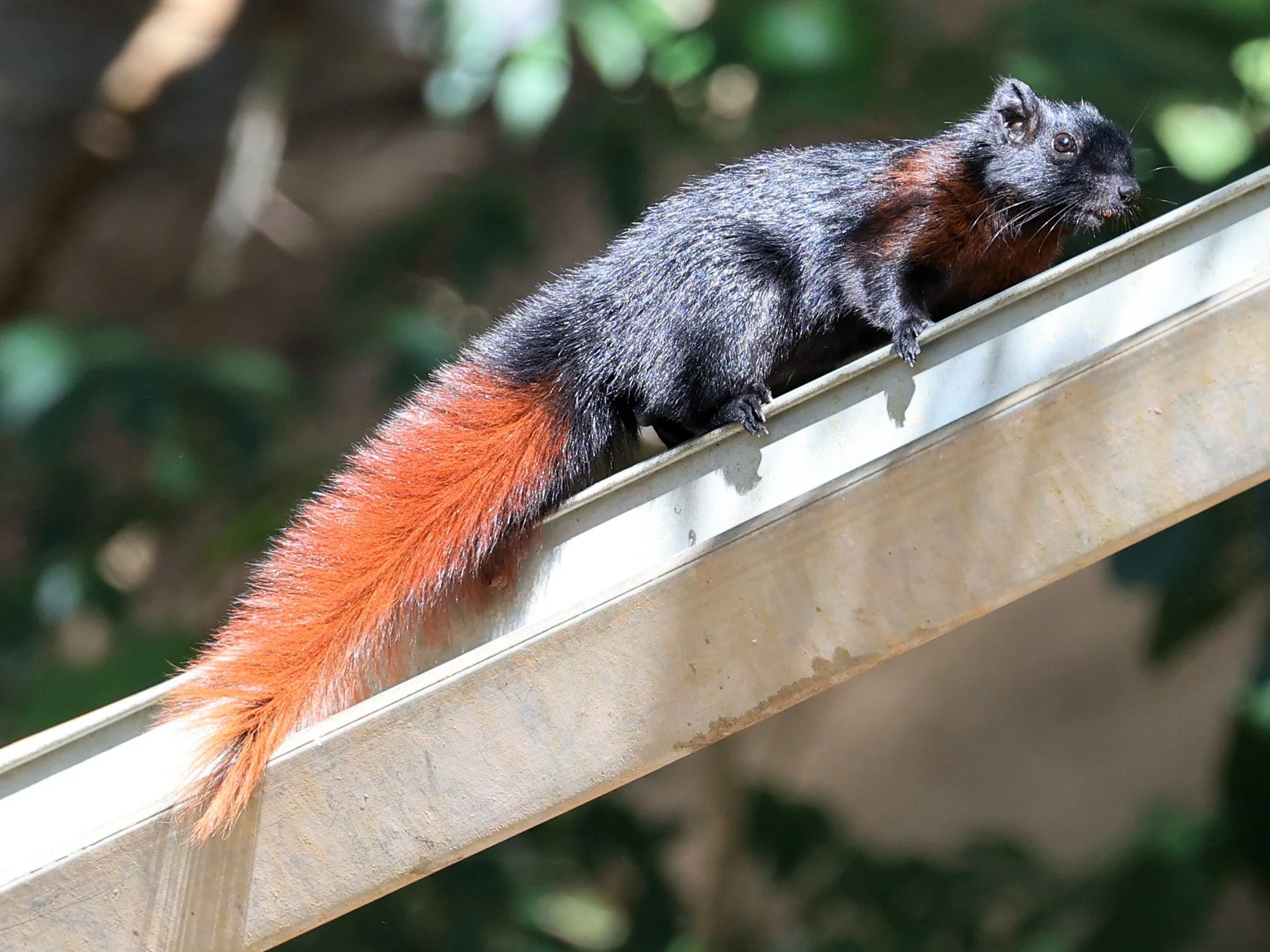 Variable Squirrel (Callosciurus finlaysonii ferrugineus) Kong Lor Cave (Tham Kong Lo), Khammouane Province, Laos (25).jpg
