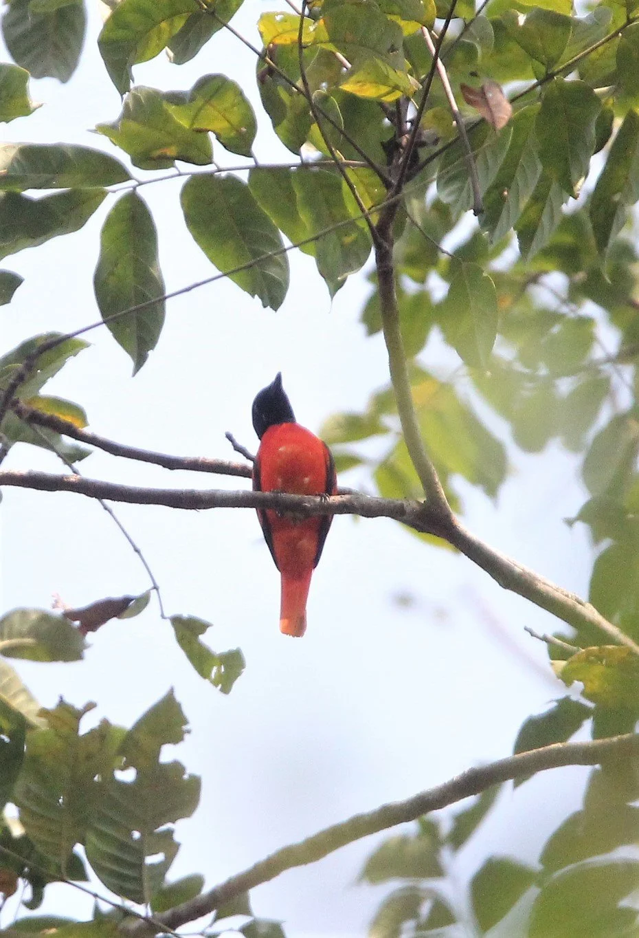 Scarlet Minivet (Pericrocotus speciosus) Kaeng Krachan NP Thailand (20).jpg