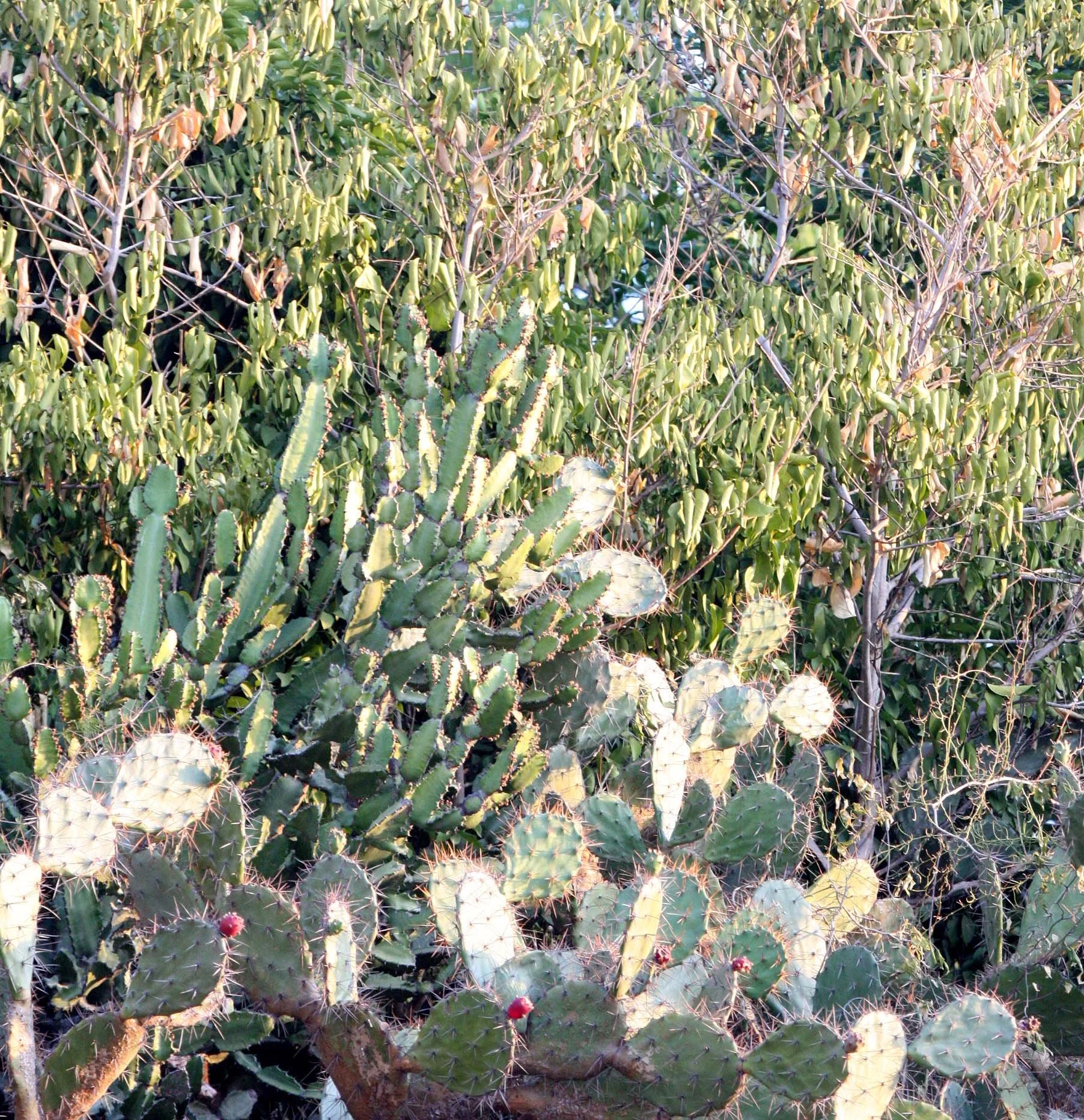 KHAO SAM ROI YOT THAILAND - OPUNTIA VULGARIS  (2).JPG