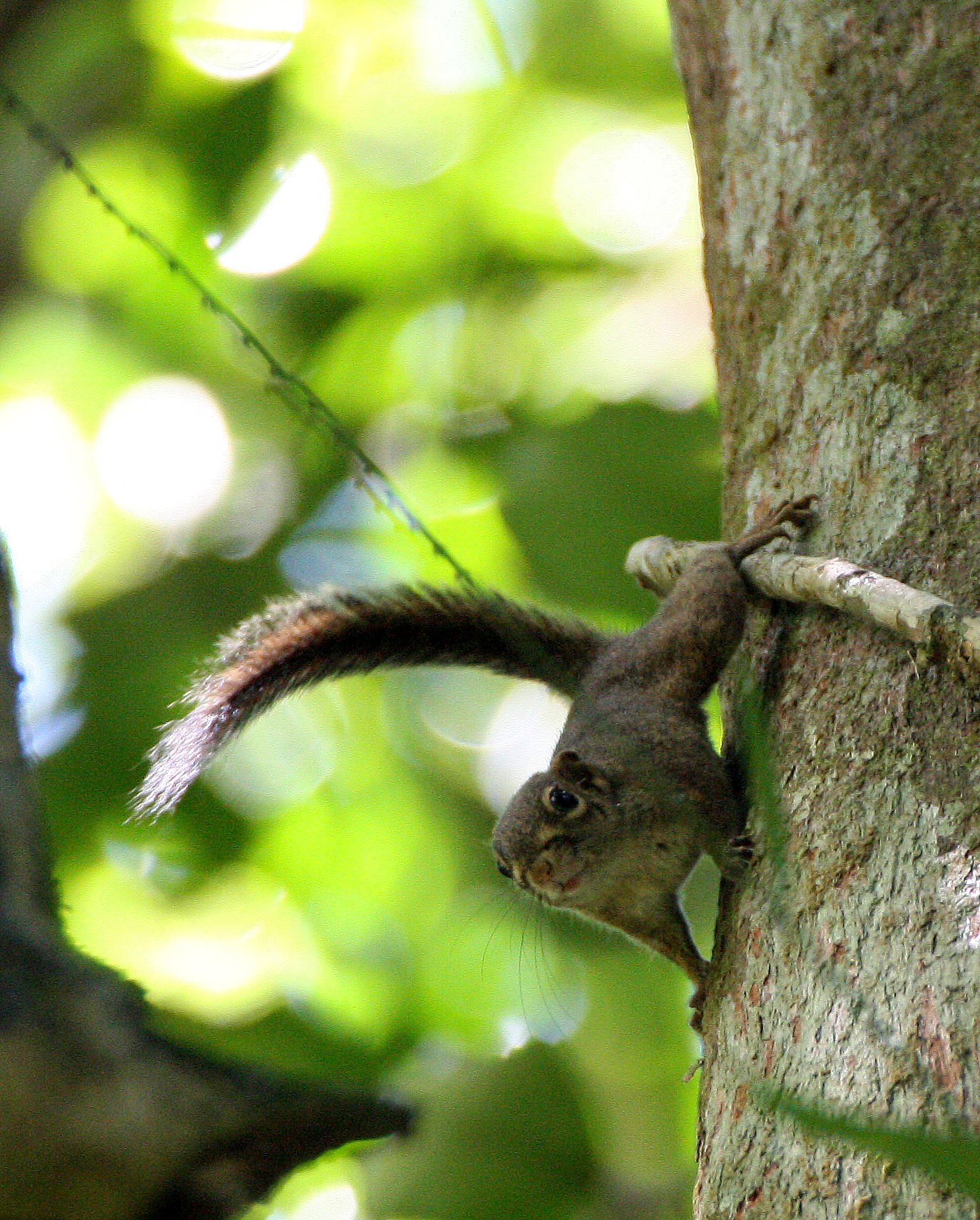 Sundasciurus lowii - LOW'S SQUIRREL - KRUNG CHIN NATIONAL PARK  (12).JPG