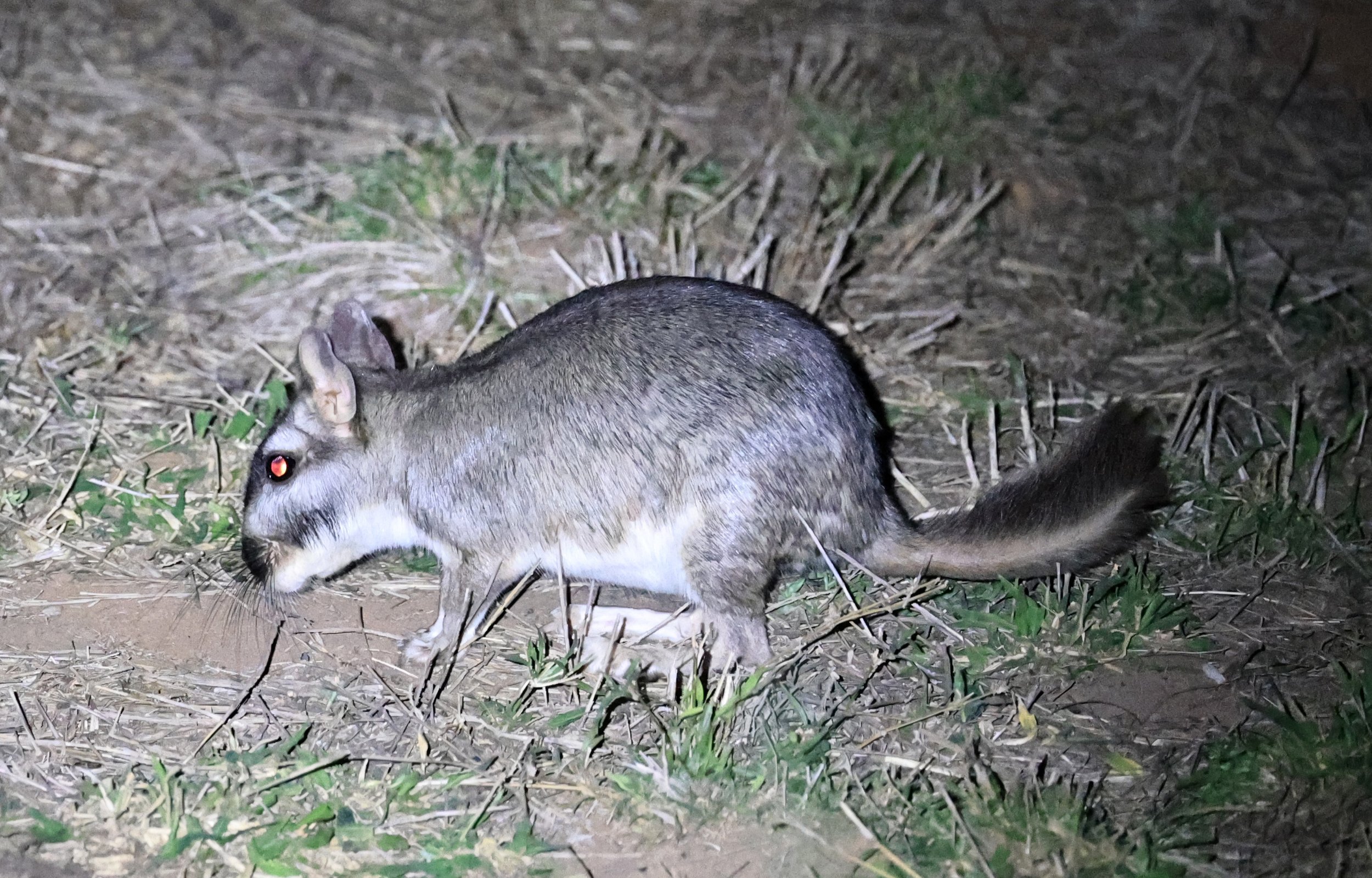 Plains Vizcacha (Lagostomus maximus) Reserva Natural Canada el Carmen, Paraguay  (26).jpg