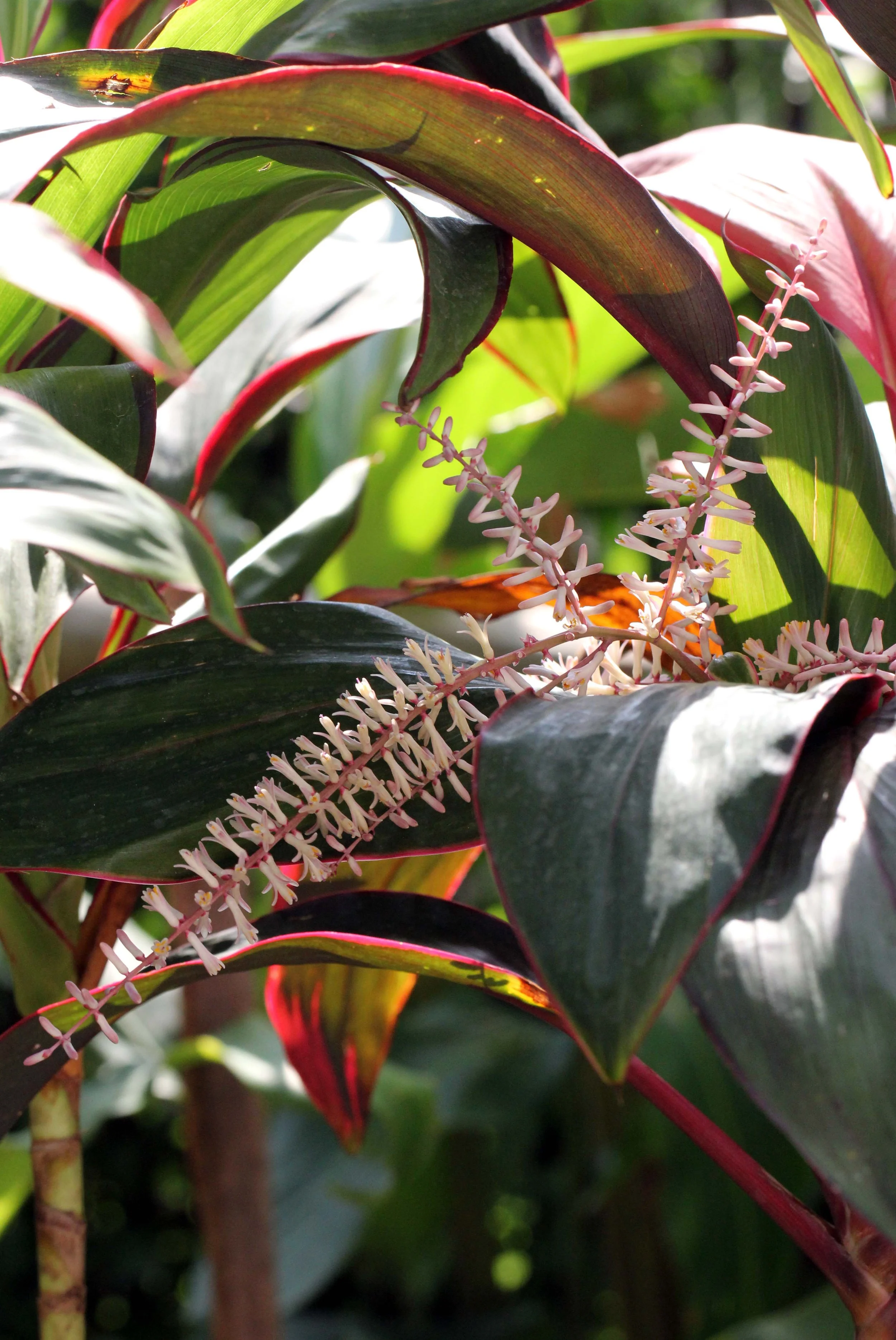 2013 Nonthaburi Setthasiri House and Nonthaburi Neighborhood (227).JPG