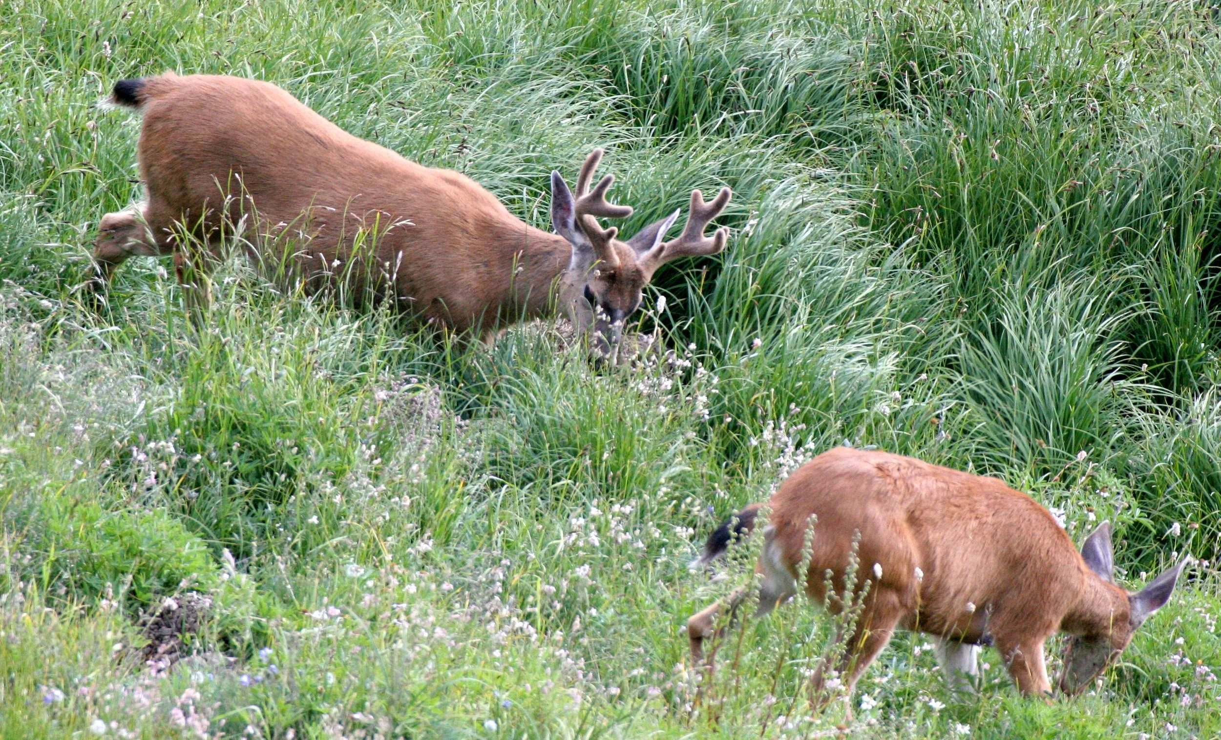 CERVID - DEER - COLUMBIA BLACK-TAILED DEER - OLYMPIC NATIONAL PARK (16).JPG