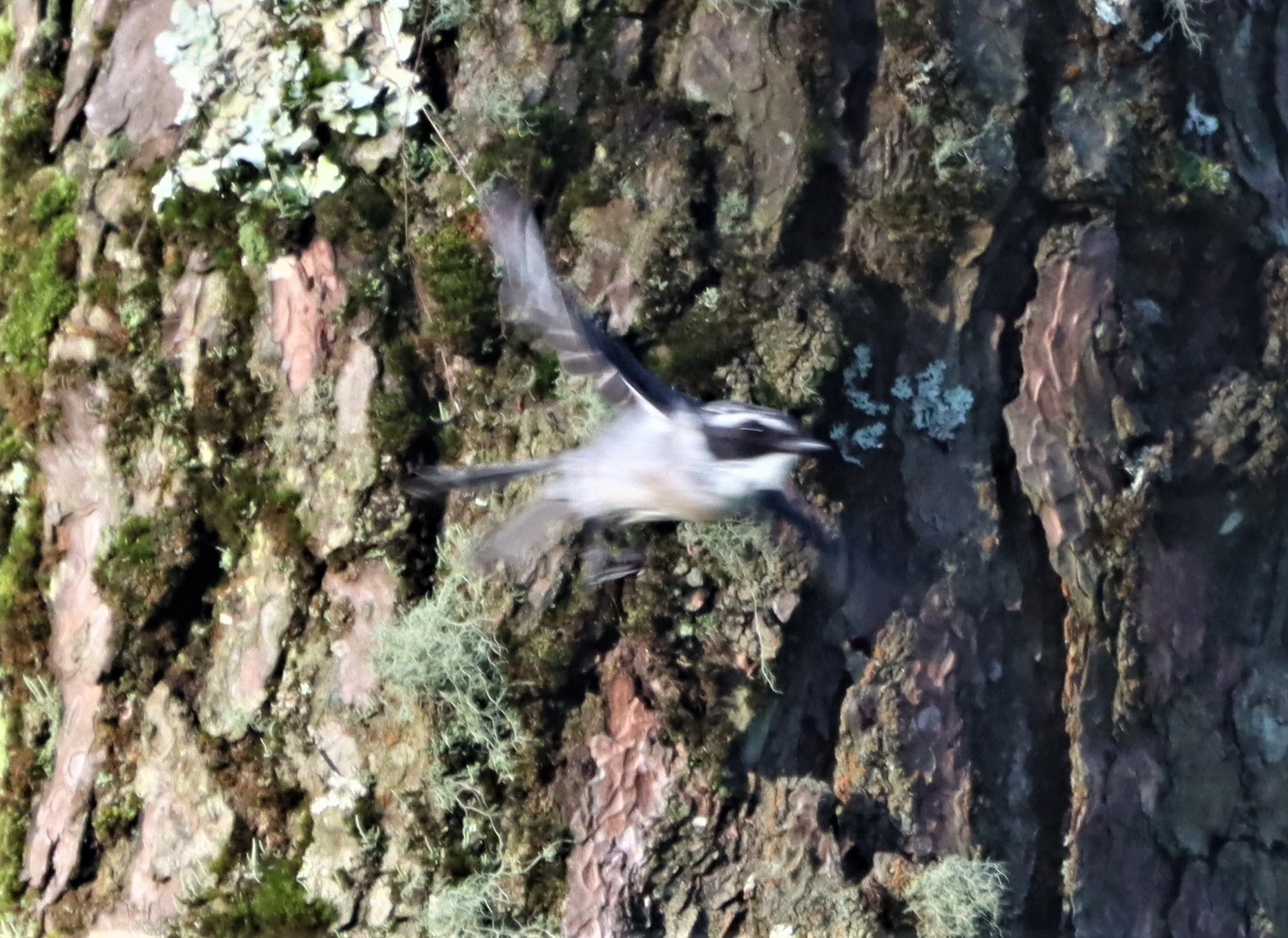 BUSH CHAT - GREY BUSH CHAT - Saxicola ferreus - DOI ANG KANG CHIANG MAI (28).jpg