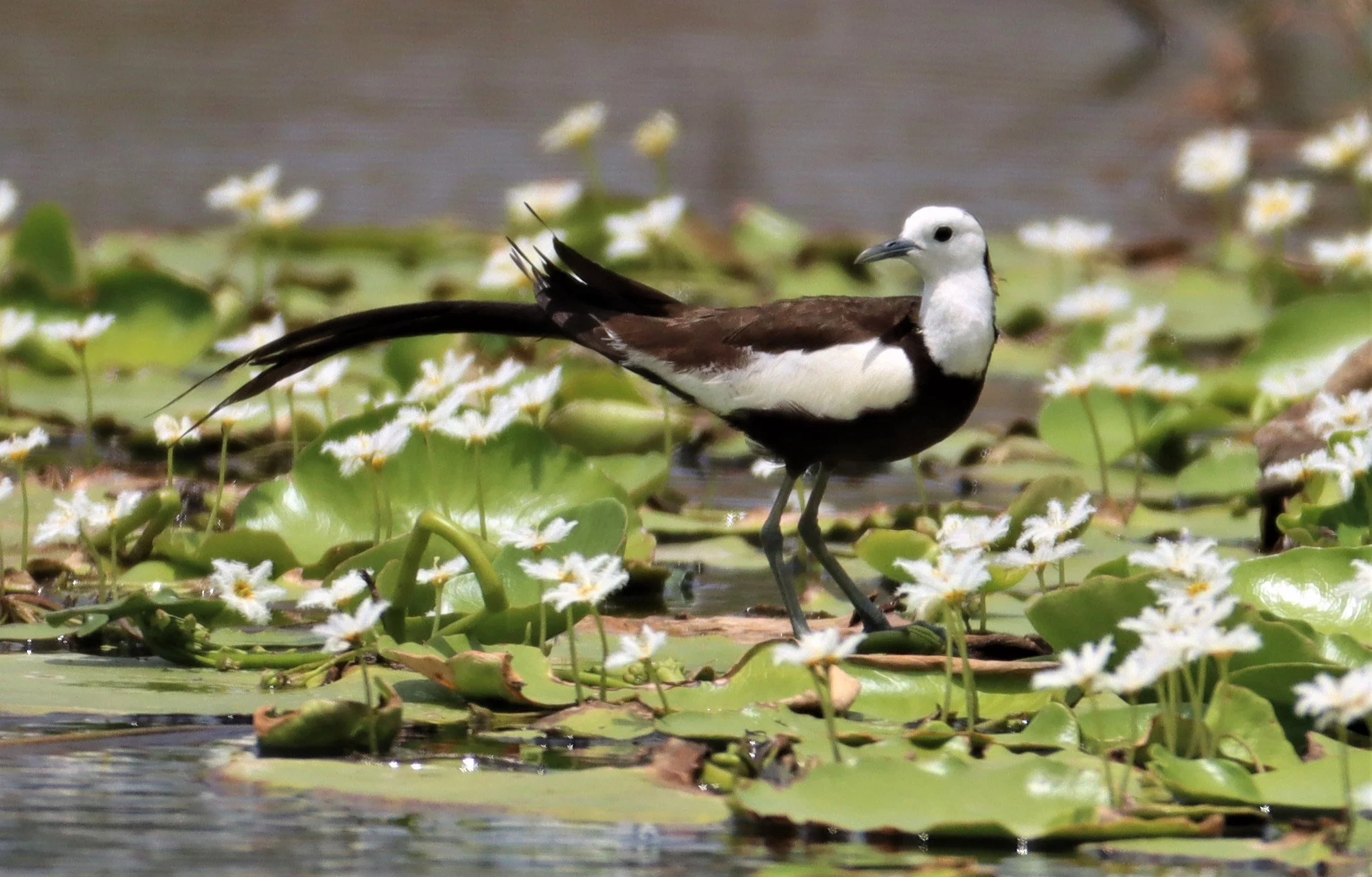 JACANA - PHEASANT-TAILED JACANA - Hydrophasianus chirurgus - BANG KHAEM WETLANDS NAKHON PATHOM - JUNE 24 2021 (21).jpg