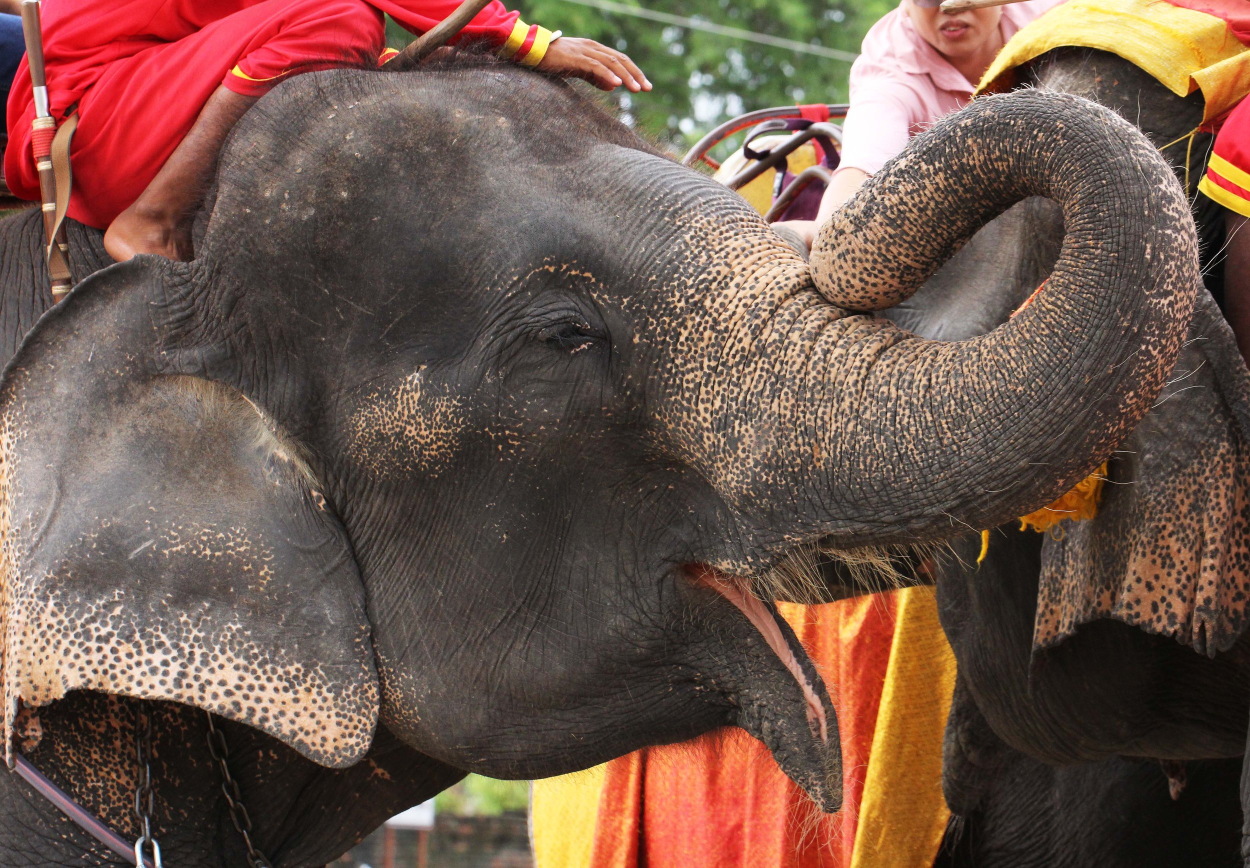 2013 Ayutthaya ISB Passion Day (18).JPG
