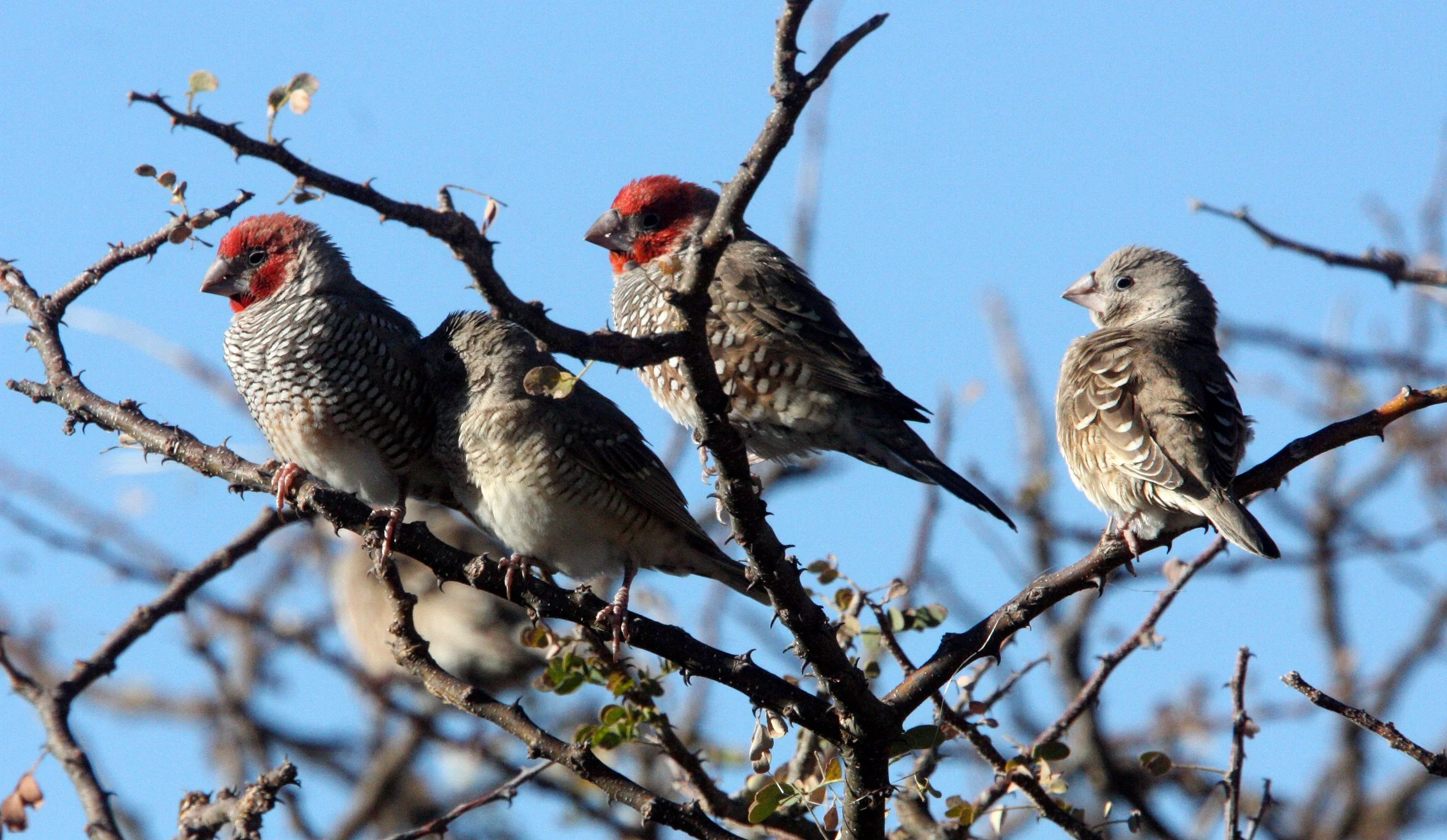 Red-headed Finch (Amadina erythrocephala) Etosha NP, Namibia (2).JPG