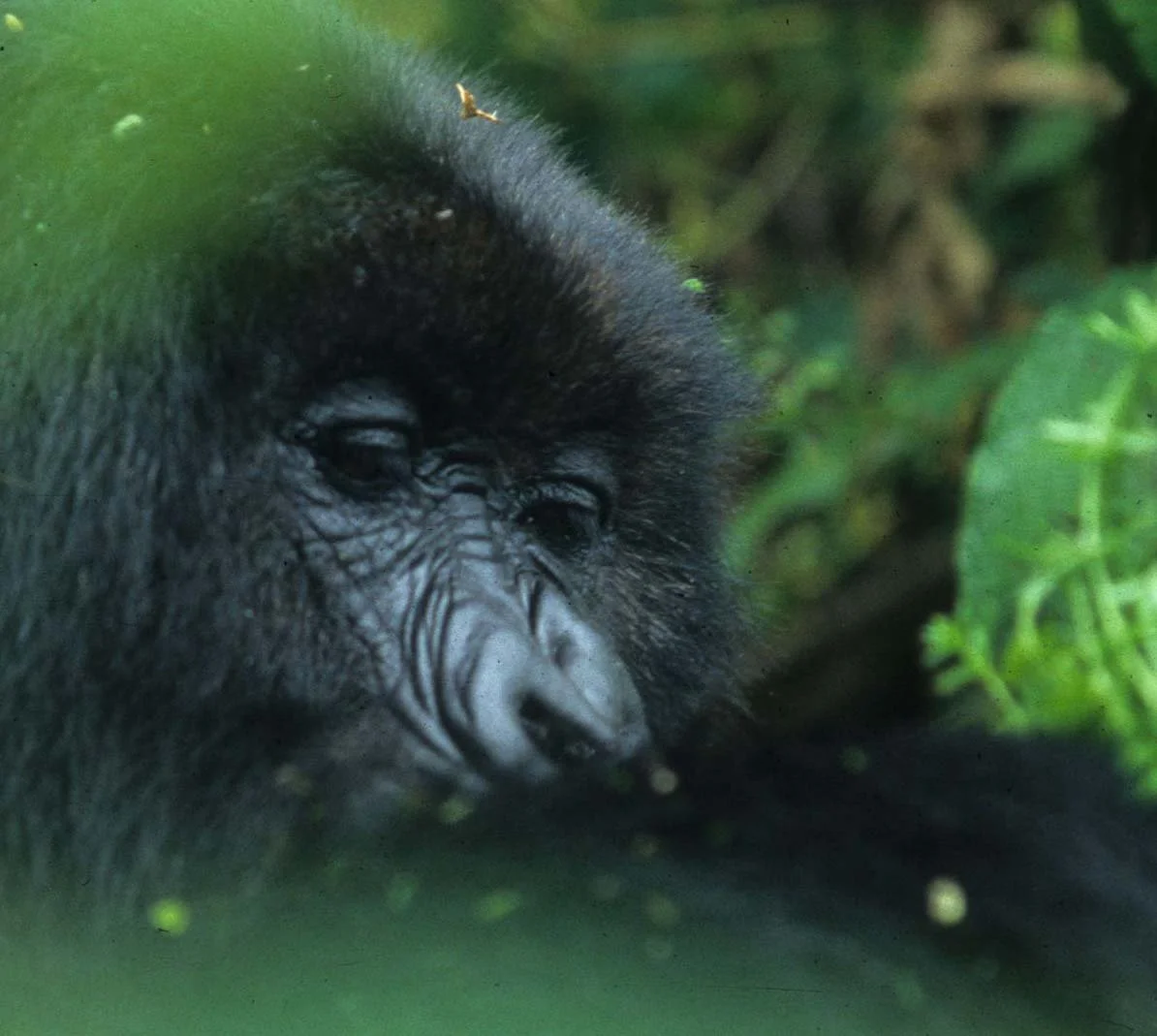 PRIMATE - GORILLA-RWANDA PARC DU VULCANS (73).jpg