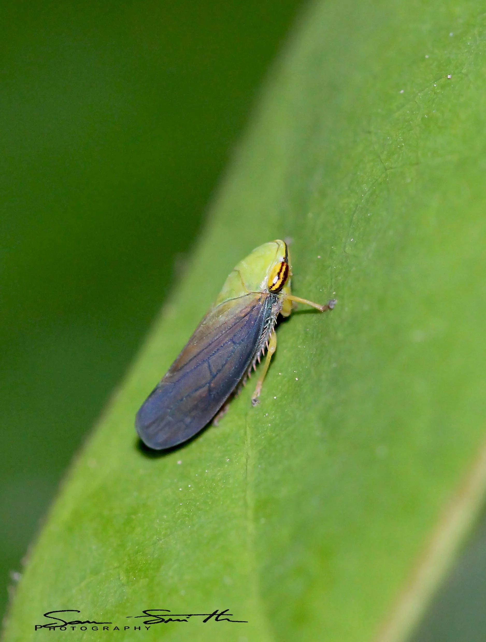 Tartessus ferrugineus - Leafhopper - Koh Lanta, Thailand (9).jpg