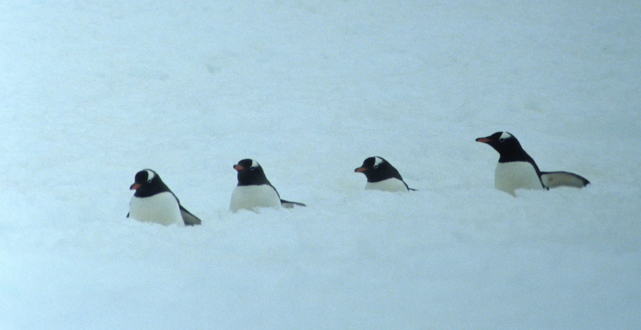Gentoo Penguin (Pygoscelis papua) Danco Island Antarctic Peninsula (36).jpg