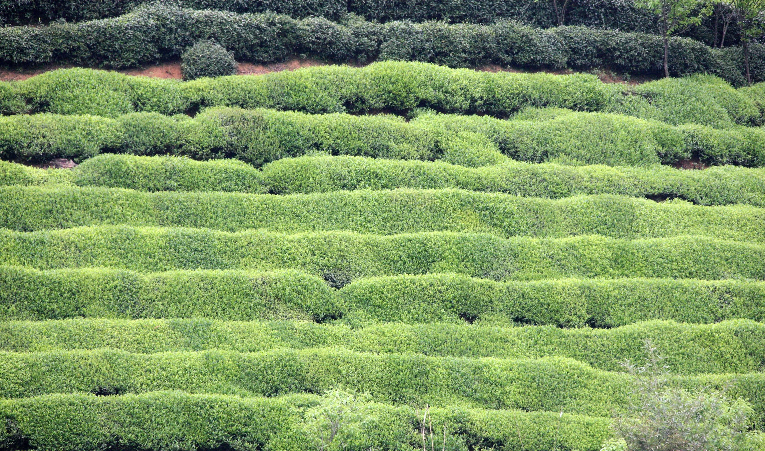 HONGCUN VILLAGE - ANHUI PROVINCE CHINA (5).JPG