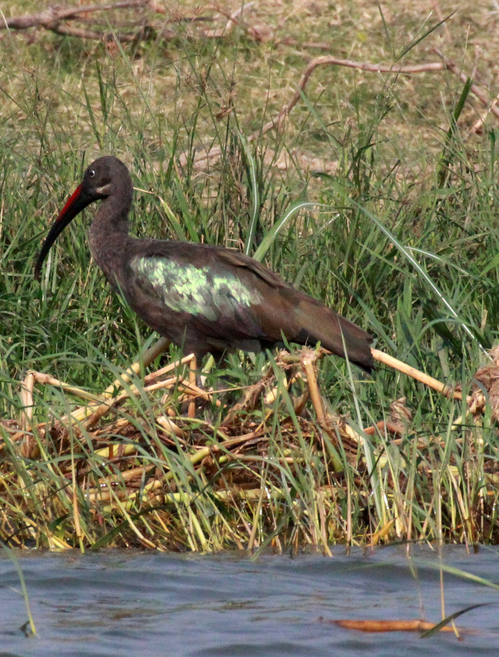 IBIS - HADADA IBIS - Bostrychia hagedash - QUEEN ELIZABETH NATIONAL PARK UGANDA (7).JPG