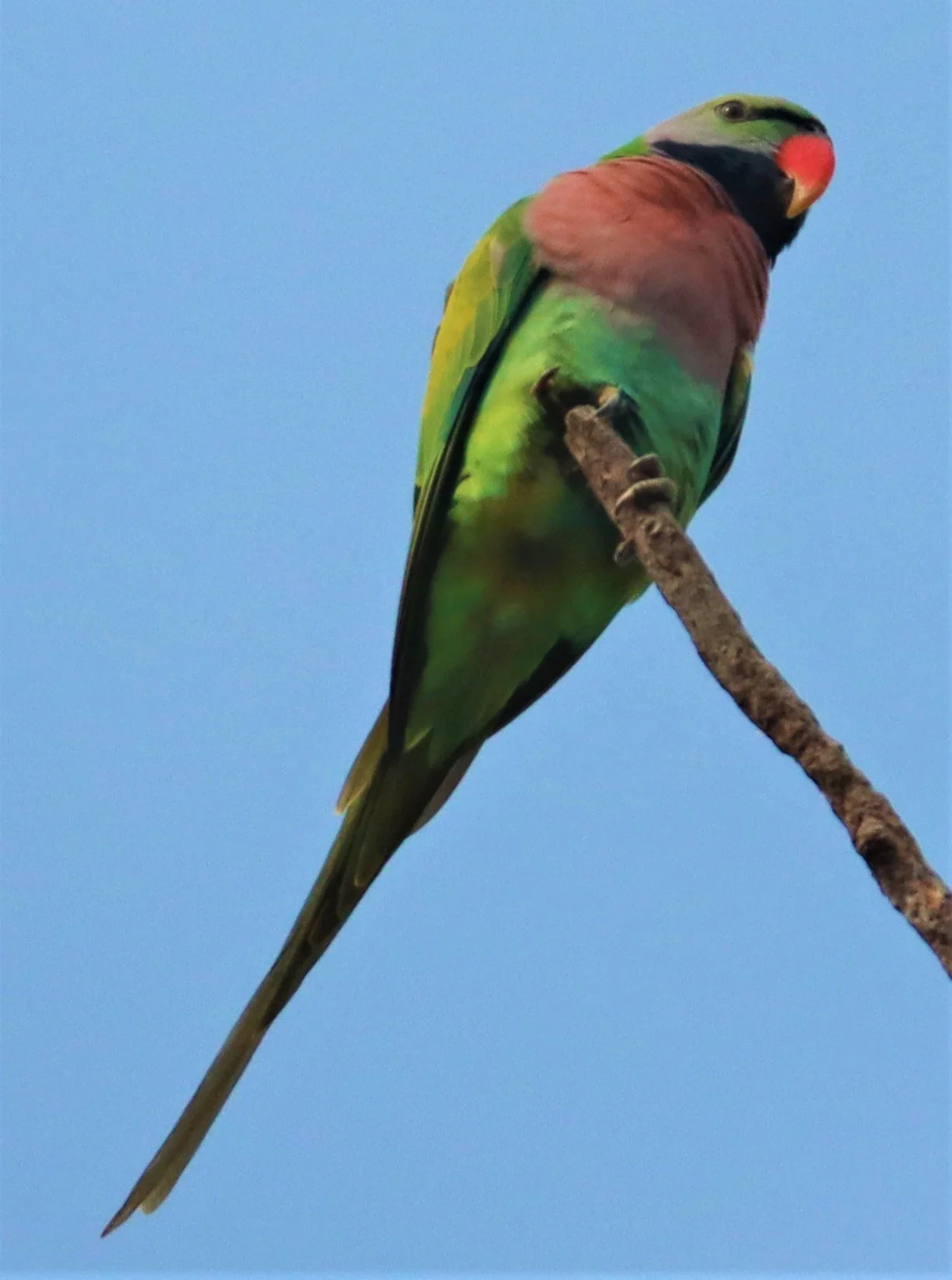 PARAKEET - RED-BREASTED PARAKEET - Psittacula alexandri - WAT SUAN YAI NONTHABURI (1).jpg