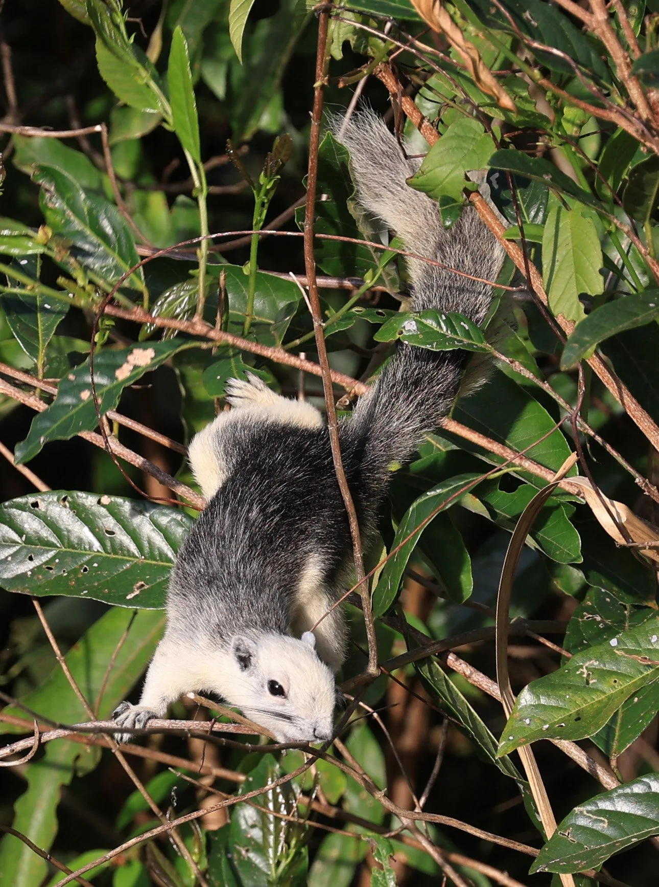 Finlayson's squirrel (Callosciurus finlaysonii bocourti) Khao Yai National Park (13).JPG