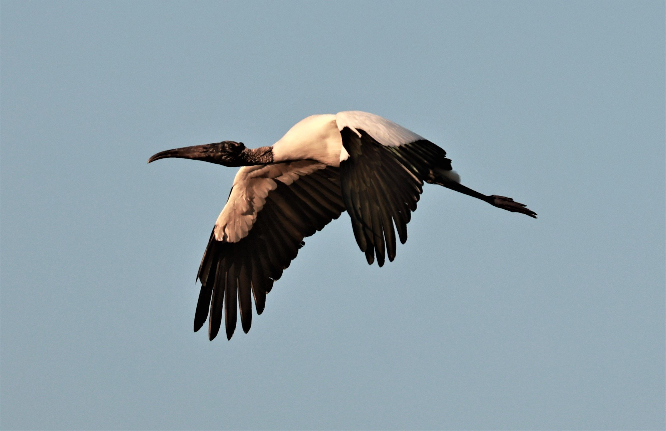 Stork - Wood Stork - Mycteria americana - Porto Alegre Lodge, Pantanal (15).JPG