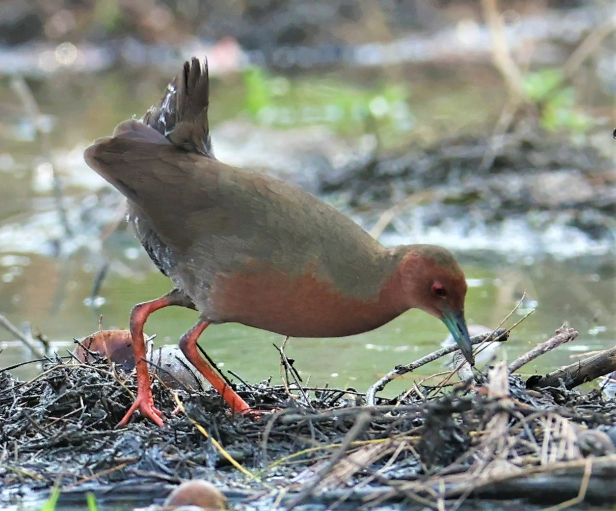 Ruddy-breasted Crake (Porzana fusca) Kaeng Krachan