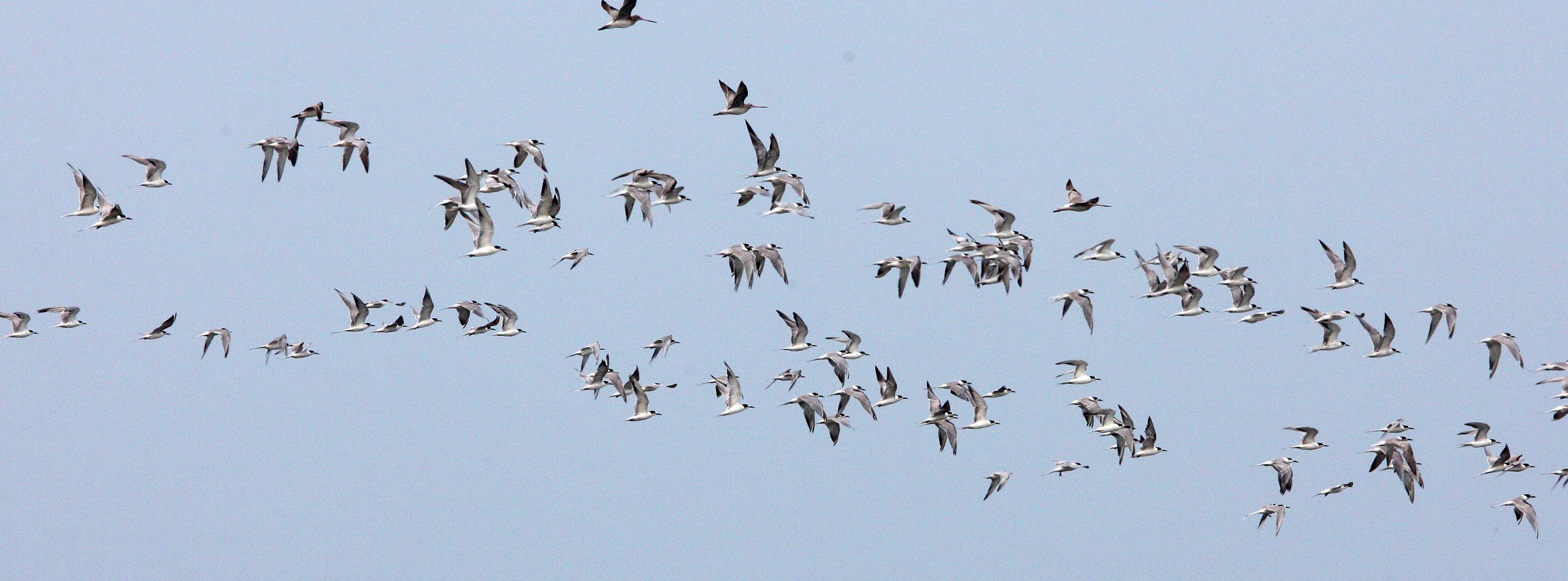 TERN - COMMON TERN - Sterna hirundo - PETCHABURI PROVINCE, PAK THALE (8).JPG