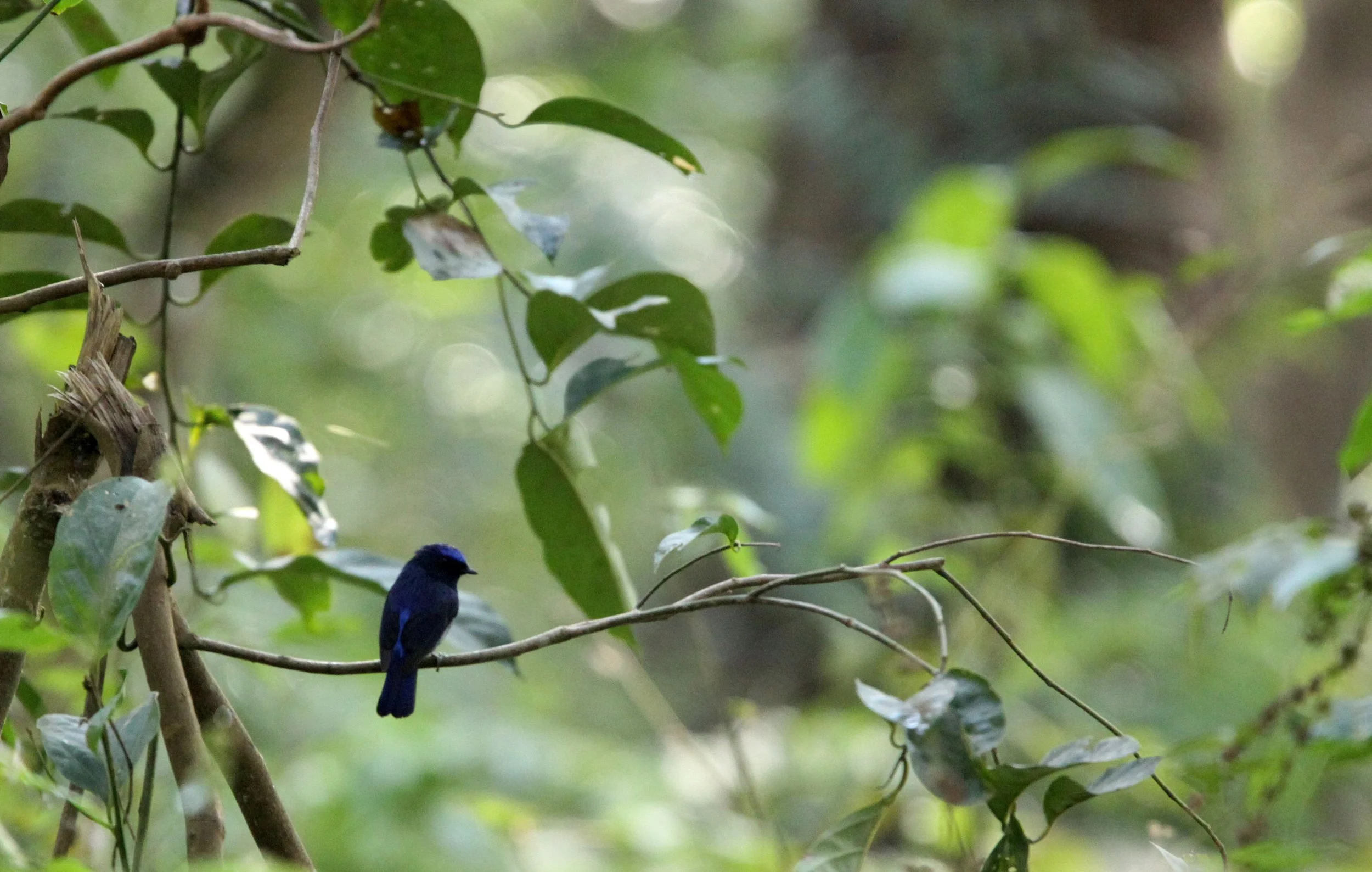 BIRD - NILTAVA - SMALL NILTAVA - KAZIRANGA NATIONAL PARK ASSAM INDIA (3).JPG