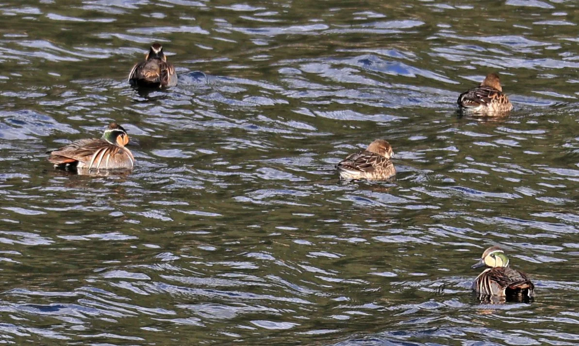 Baikal teal (Sibirionetta formosa) Takagawa Dam Lake, Kagoshima Japan (50).jpg
