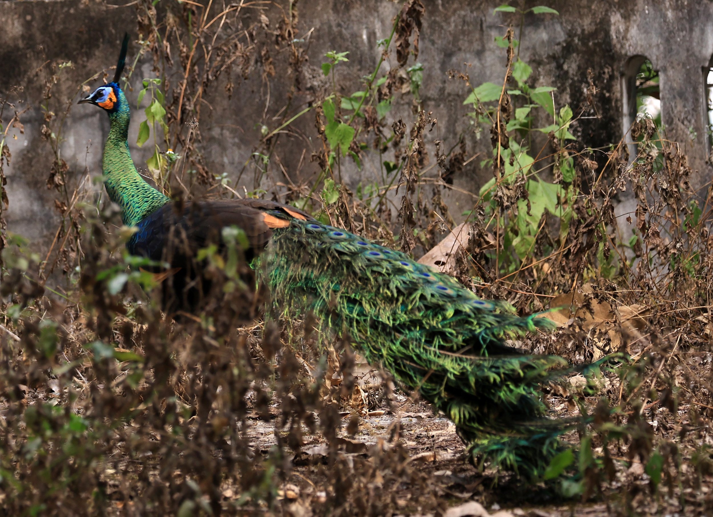 Green Peafowl (Pavo muticus) Doi Butsarakham Phayao Province (13).jpg
