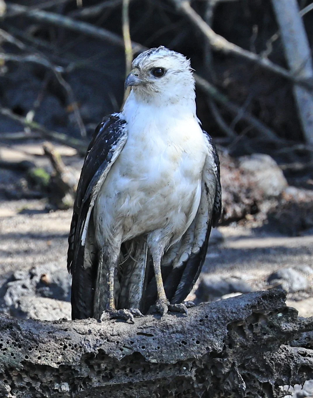 White-necked Hawk (Amadonastur lacernulatus) Superagui National Park