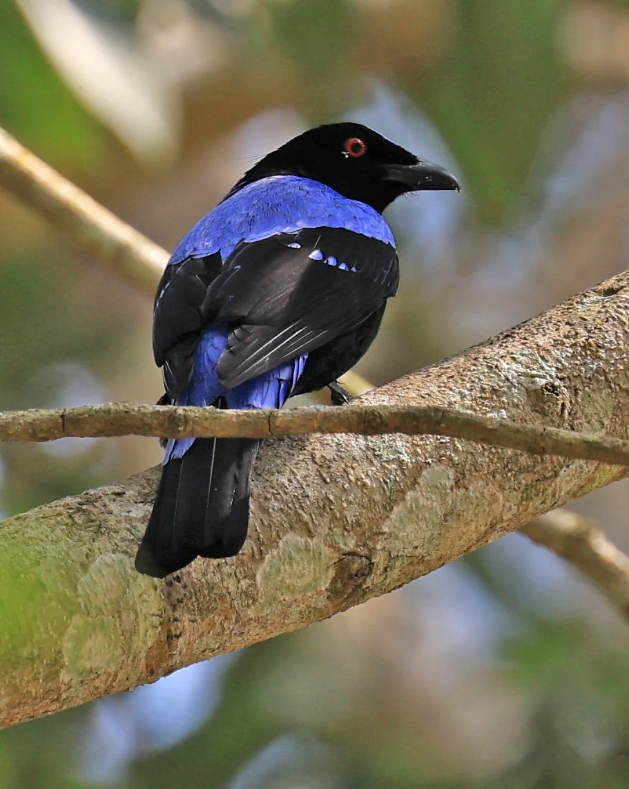 Asian Fairy-bluebird (Irena puella) Khao Yai National Park Feb 2026 Day 2 (32).jpg