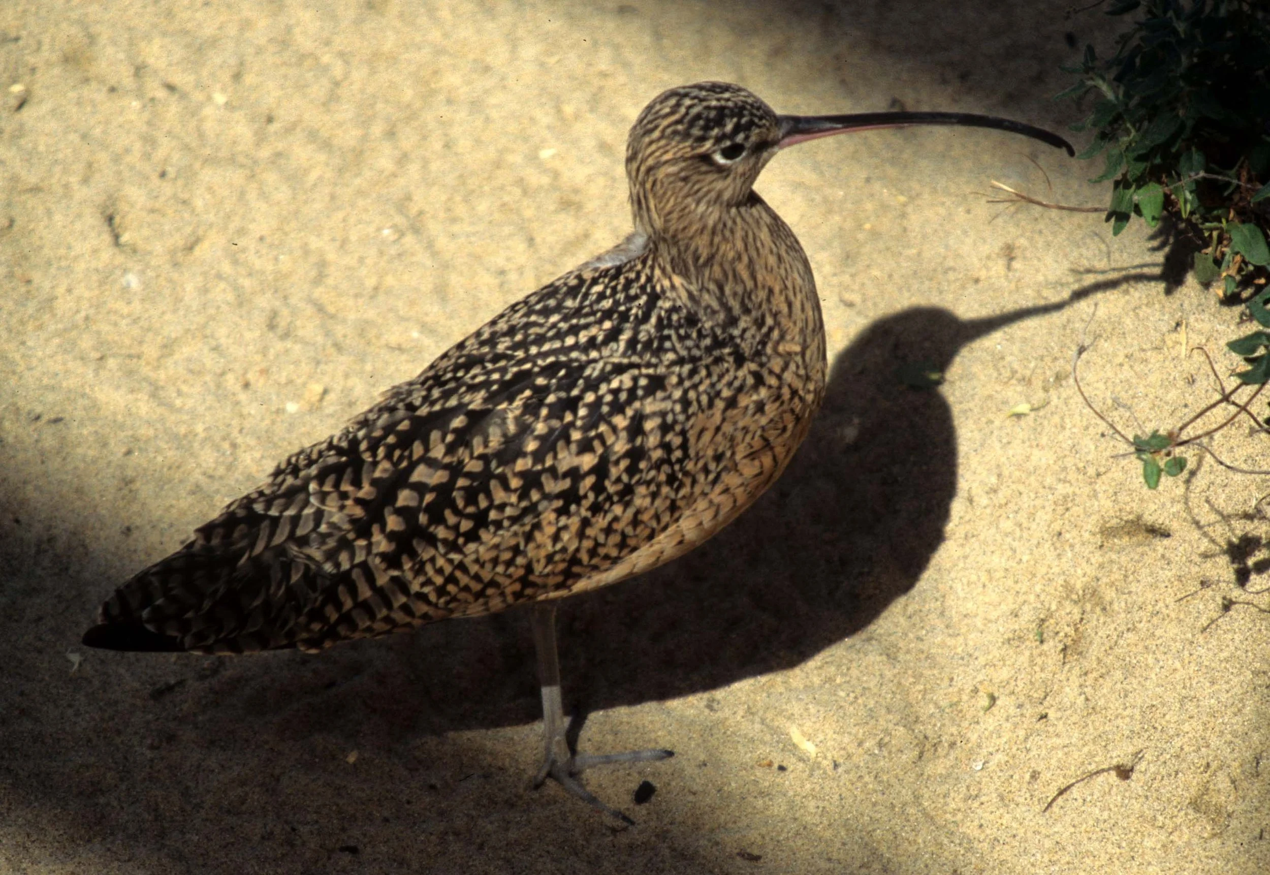 BIRD - WHIMBREL - MONTERREY CAL.jpg