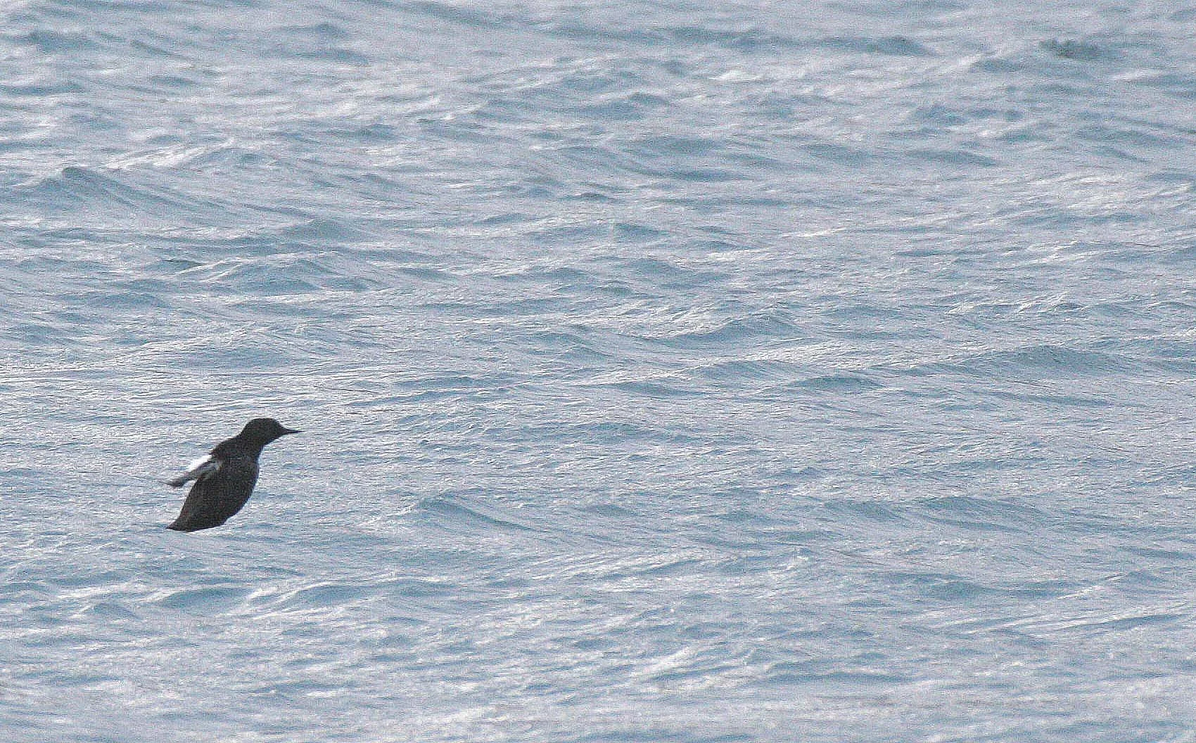 Cepphus grylle mandtii - BLACK GUILLEMOT - SVALBARD (3).jpg