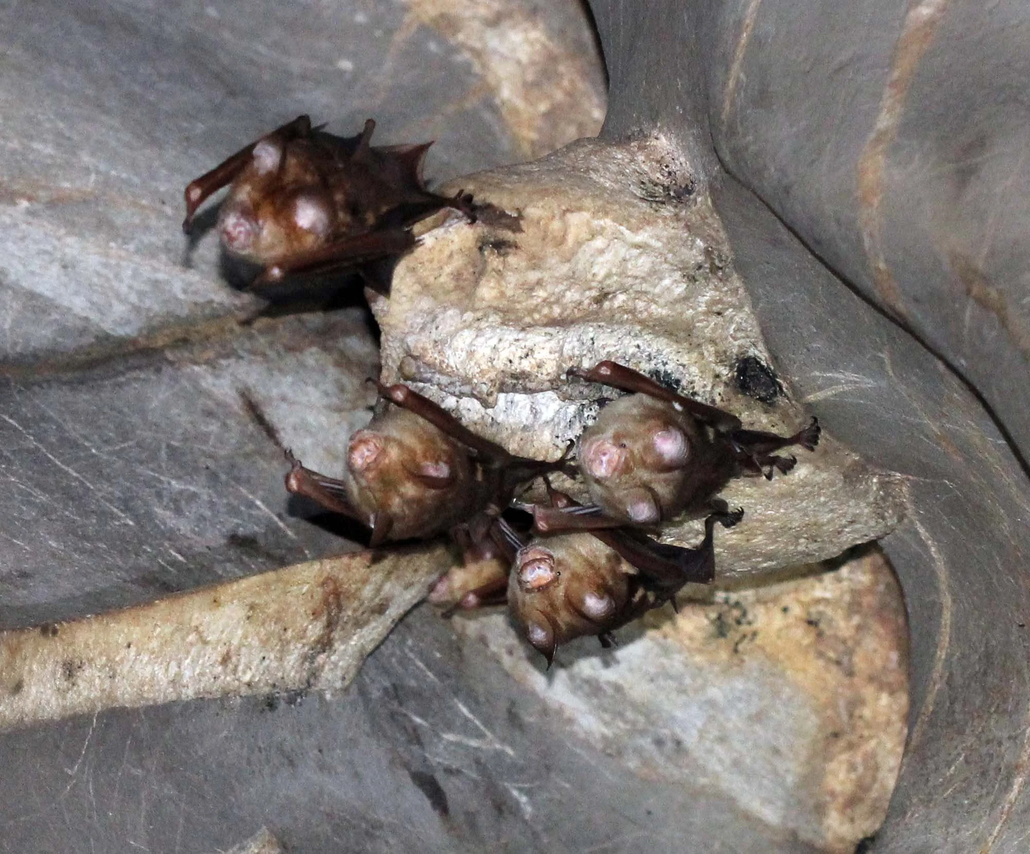 Hipposideros diadema - DIADEM ROUNDLEAF BAT - NAMTHALU - KHAO SOK NATIONAL PARK - SURATTHANI (8).JPG