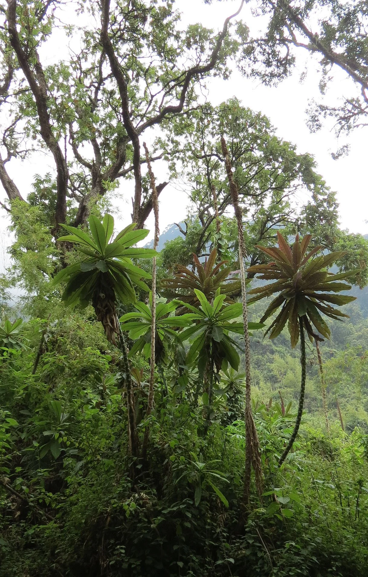 RWENZORI NATIONAL PARK UGANDA (95).JPG