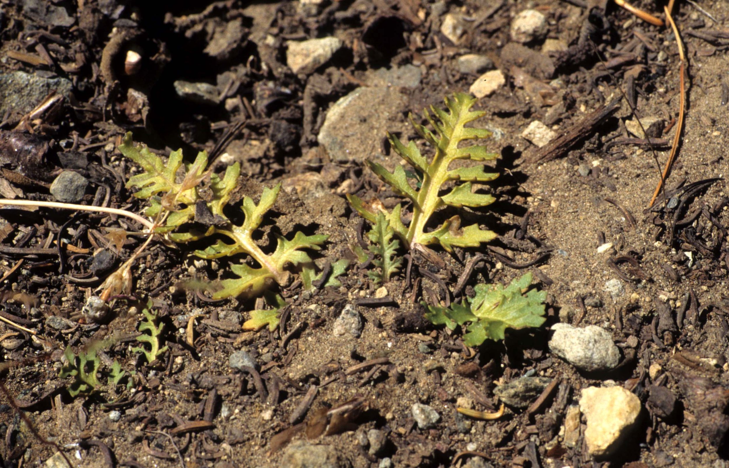 CALIFORNIA - SIERRA - PLANT SPECIES.jpg