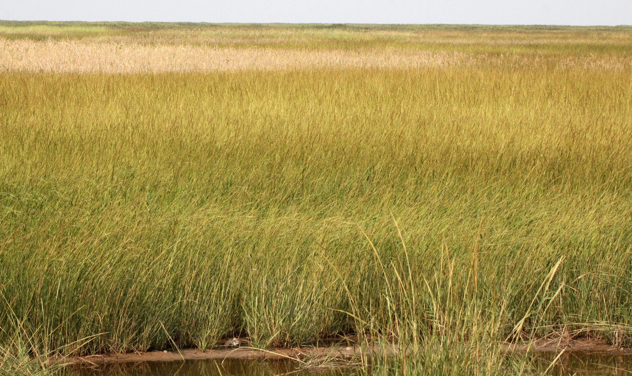 CHONGMING ISLAND - DONGTAN WETLANDS RESERVE - CHINA (17).JPG