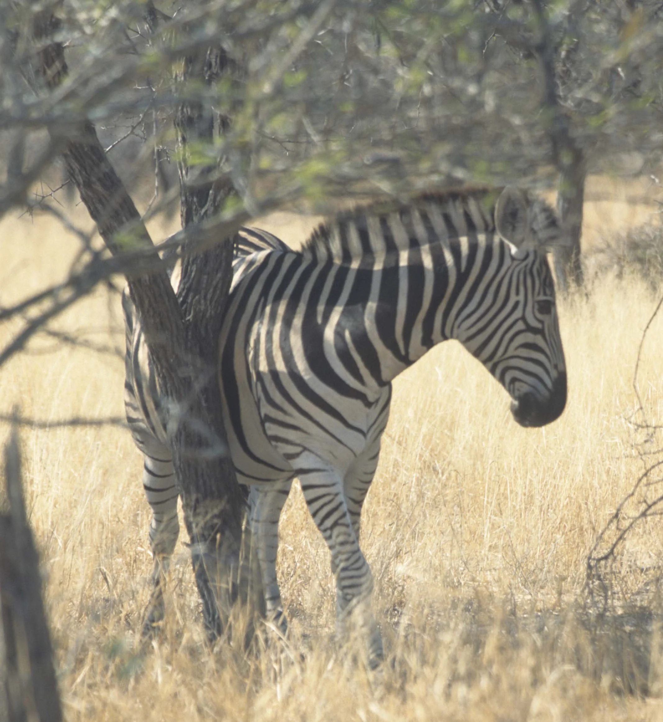 EQUIN - ZEBRA - BURCHELLS - KRUGER (8).jpg