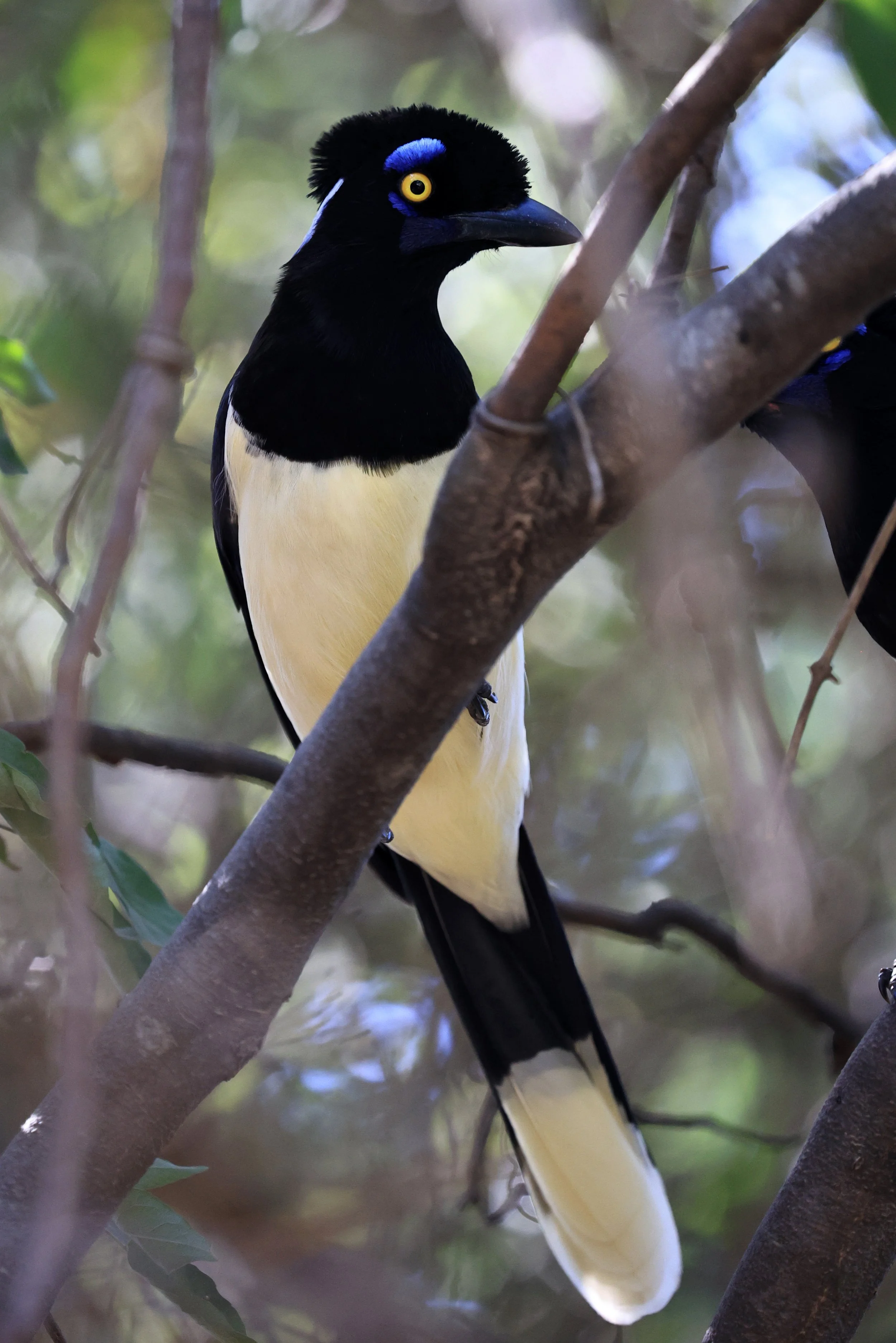 Plush-crested Jay (Cyanocorax chrysops) Agua Dulce Paraguay (6).jpg