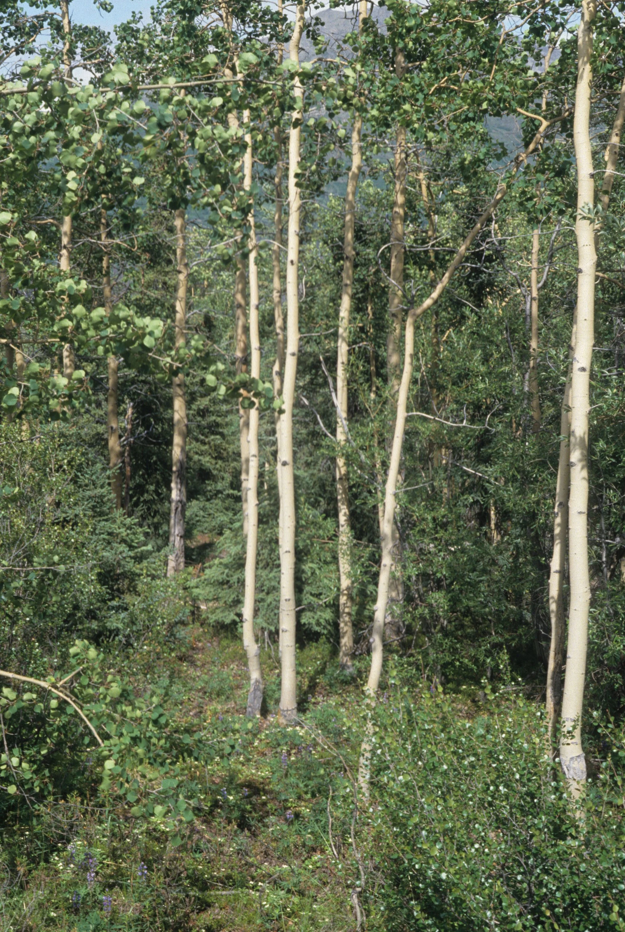 ALASKA - POPULUS TREMULOIDES - QUAKING ASPEN - RICHARDSON HIGHWAY.jpg
