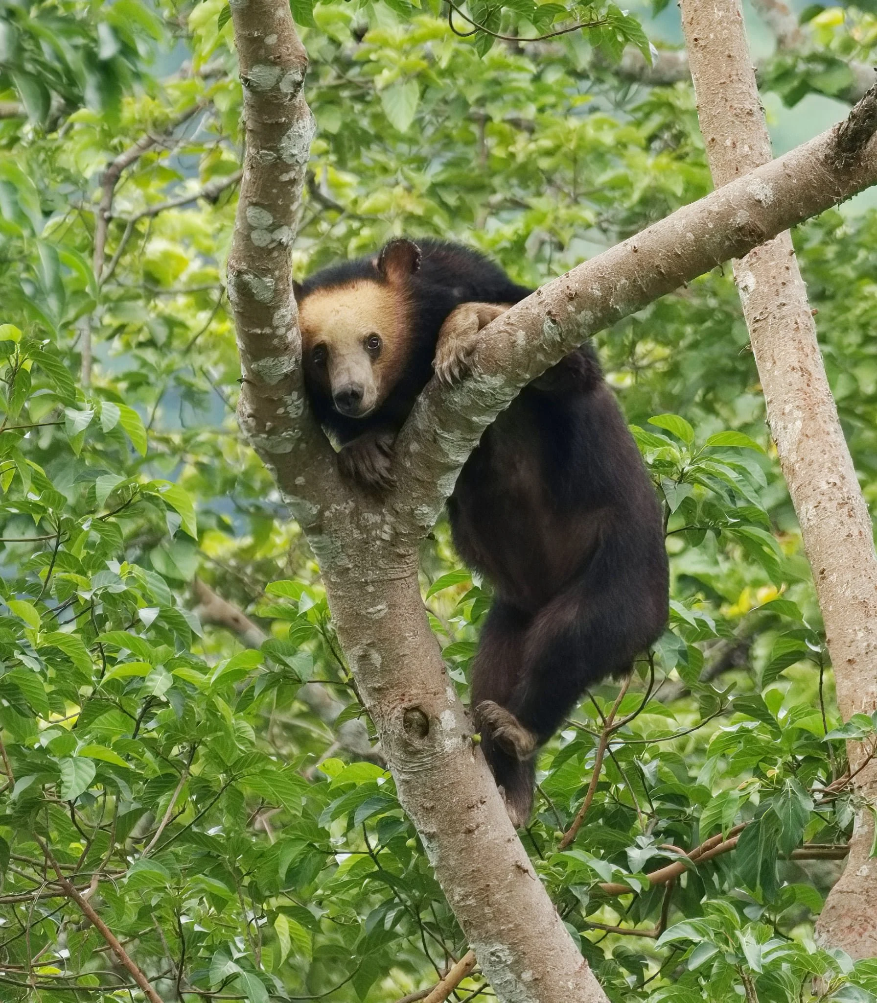 Asiatic Black Bear (Ursus thibetanus) photo by Raymond David Pearce
