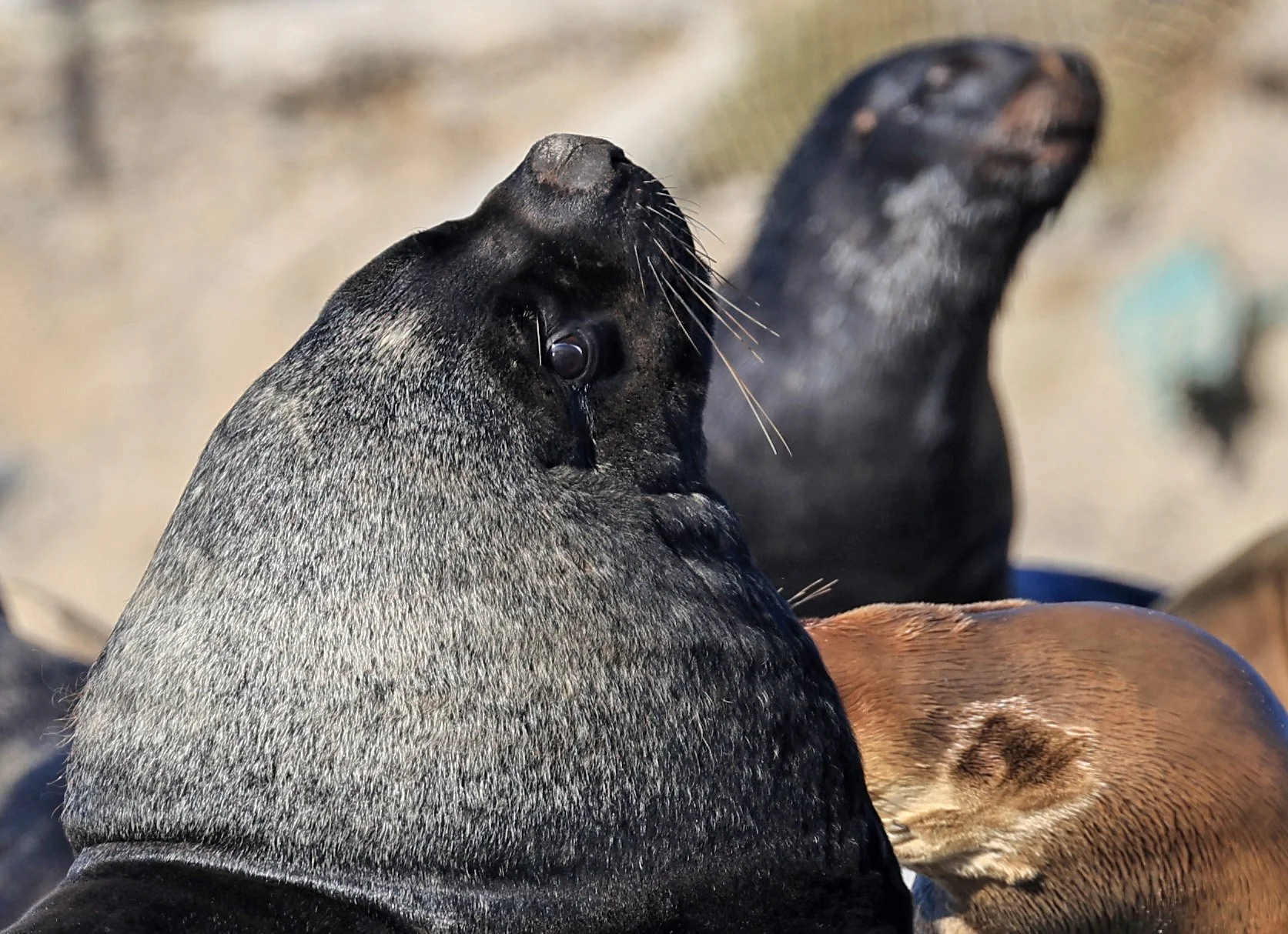 South American Sea Lion (Otaria flavescens) Puerto Rawson Argentina (72).jpg