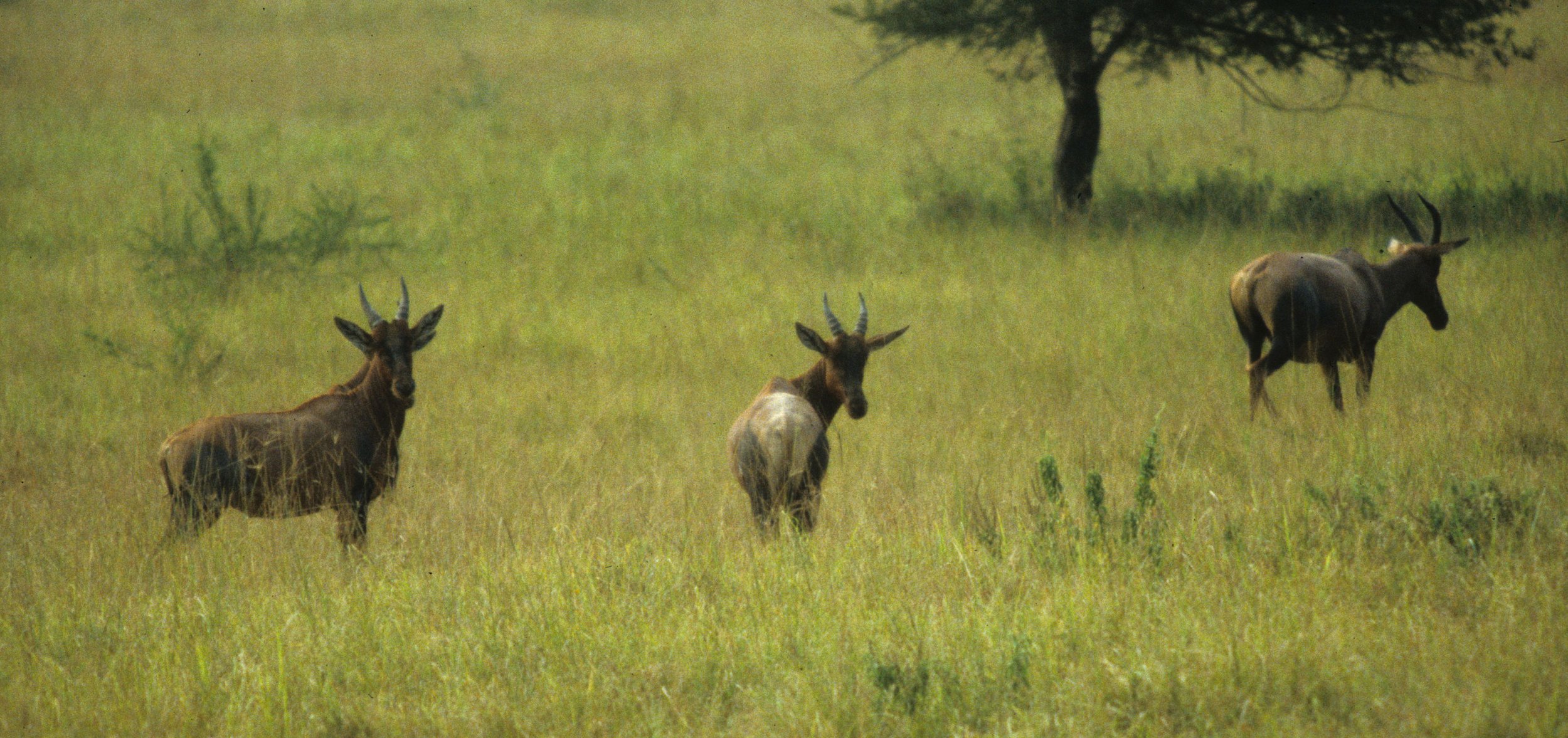 BOVID - TOPI - UGANDA (5).jpg