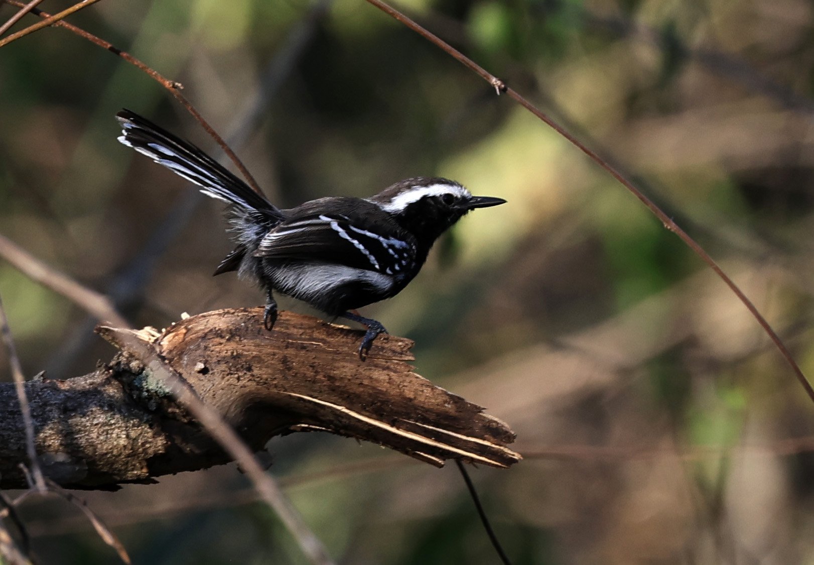 Black-bellied Antwren (Formicivora melanogaster) Agua Dulce Paraguay (6).jpg