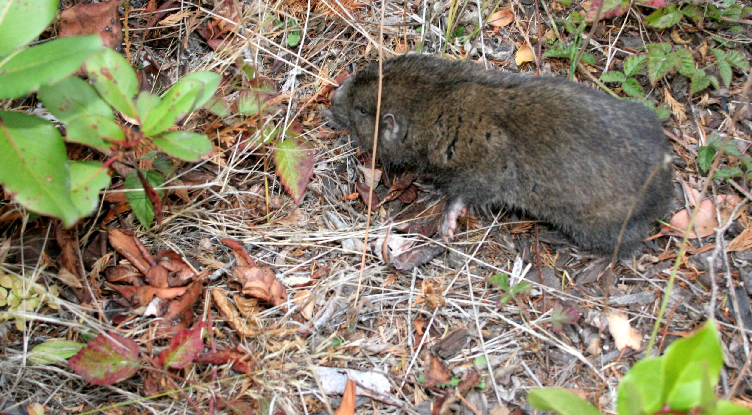 RODENT - MOUNTAIN BEAVER - APLODONTIA - LAKE FARM TRAILS (4).JPG