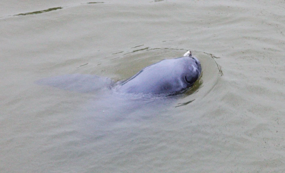 Neophocaena asiaeorientalis asiaeorientalis - YANGTZE RIVER FINLESS PORPOISE - TONGLING RIVER DOLPHIN NATIONAL NATURE RESERVE - YUZHOU ISLAND (55).JPG