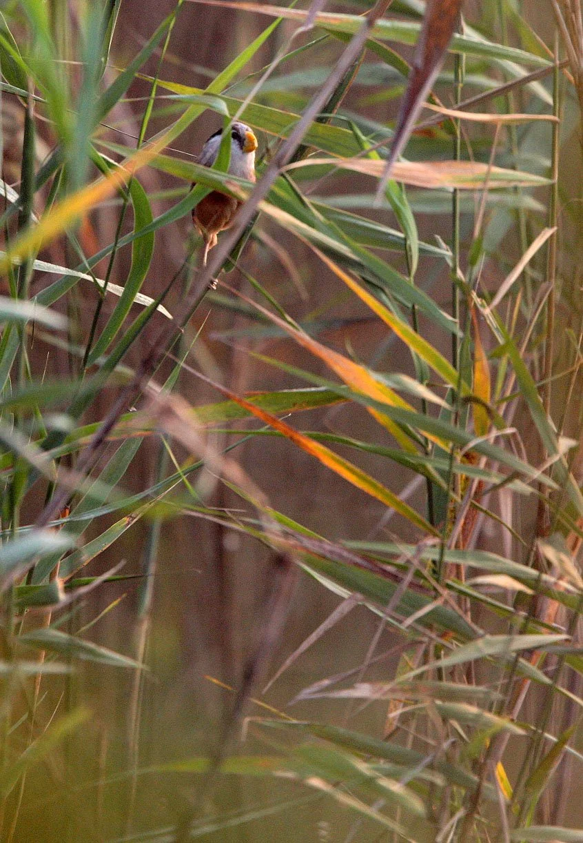 BIRD - PARROTBILL - REED PARROTBILL -  NANKOU, RUDONG, CHINA (8).JPG