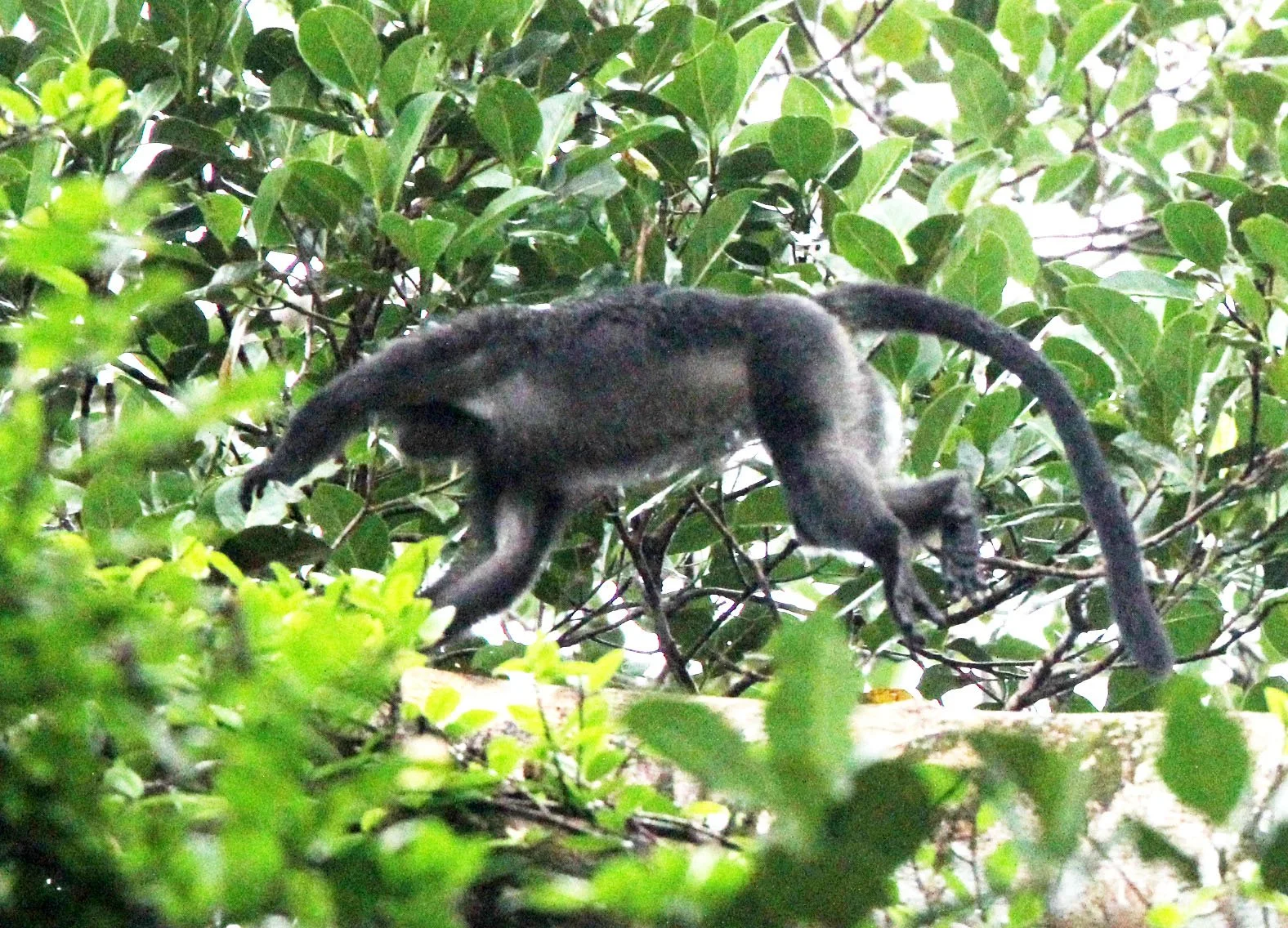 CERCOPITHECIDAE - Presbytis comata comata JAVAN GRIZZLED LANGUR - UJUNG KULON NATIONAL PARK - JAVA BARAT INDONESIA  (11).JPG