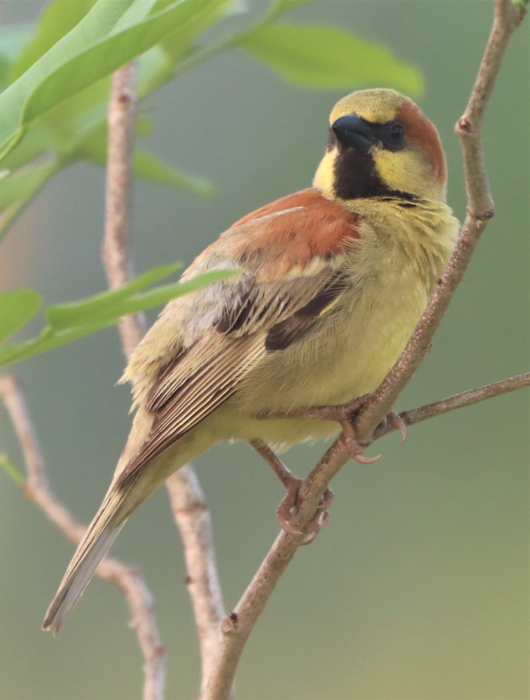 Plain-backed Sparrow (Passer flaveolus) Kabin Buri Wetlands Thailand (16).jpg