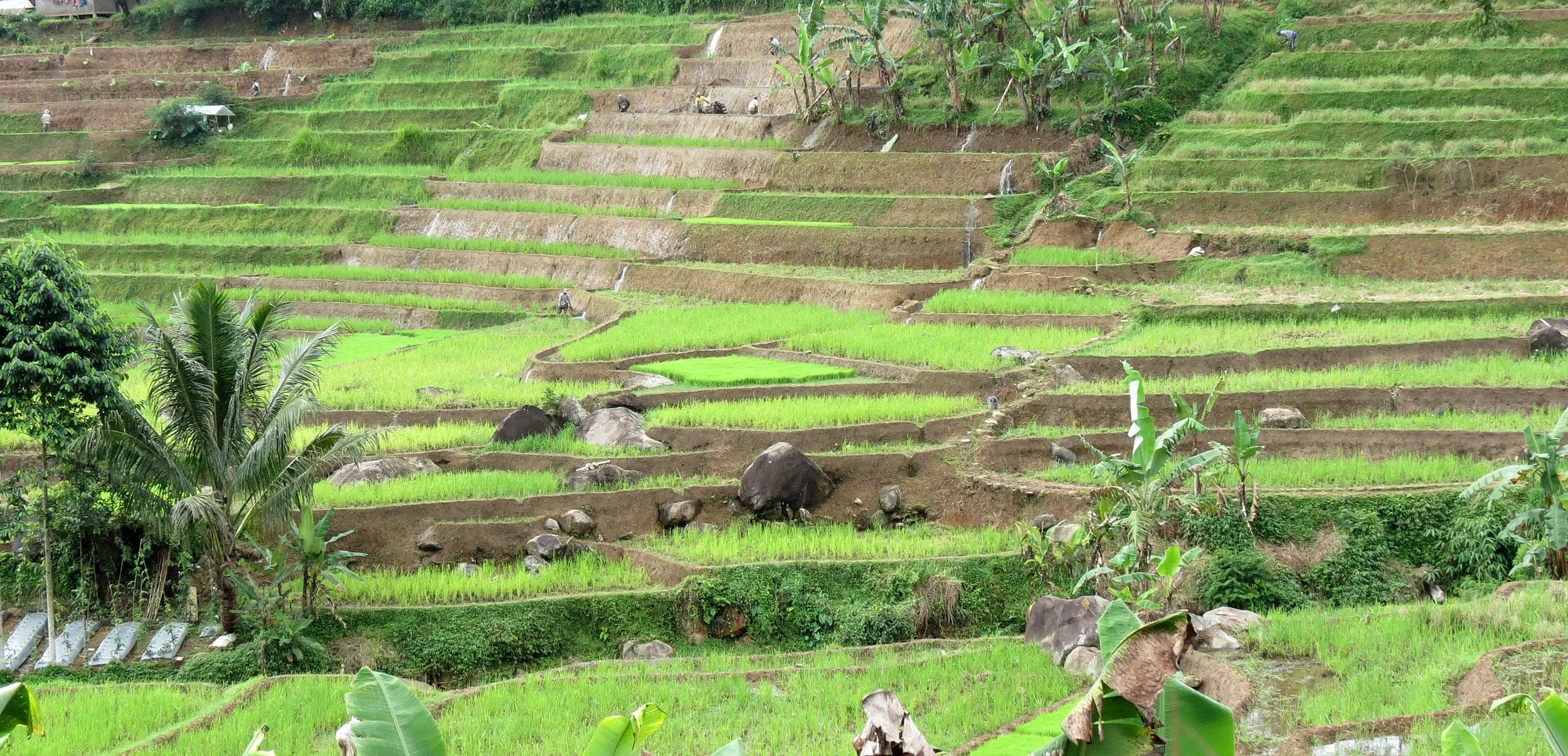 HALIMUN  NATIONAL PARK - JAVA BARAT INDONESIA (48).JPG