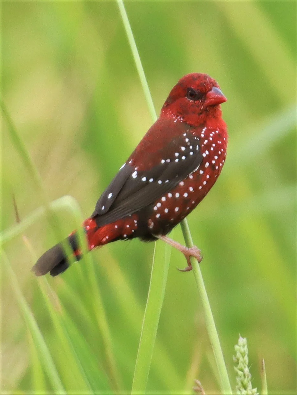 RED AVADAVAT - Amandava amandava - LAD KRABANG  THAP YAO RICE FIELDS AUGUST 14 2021 (62).jpg
